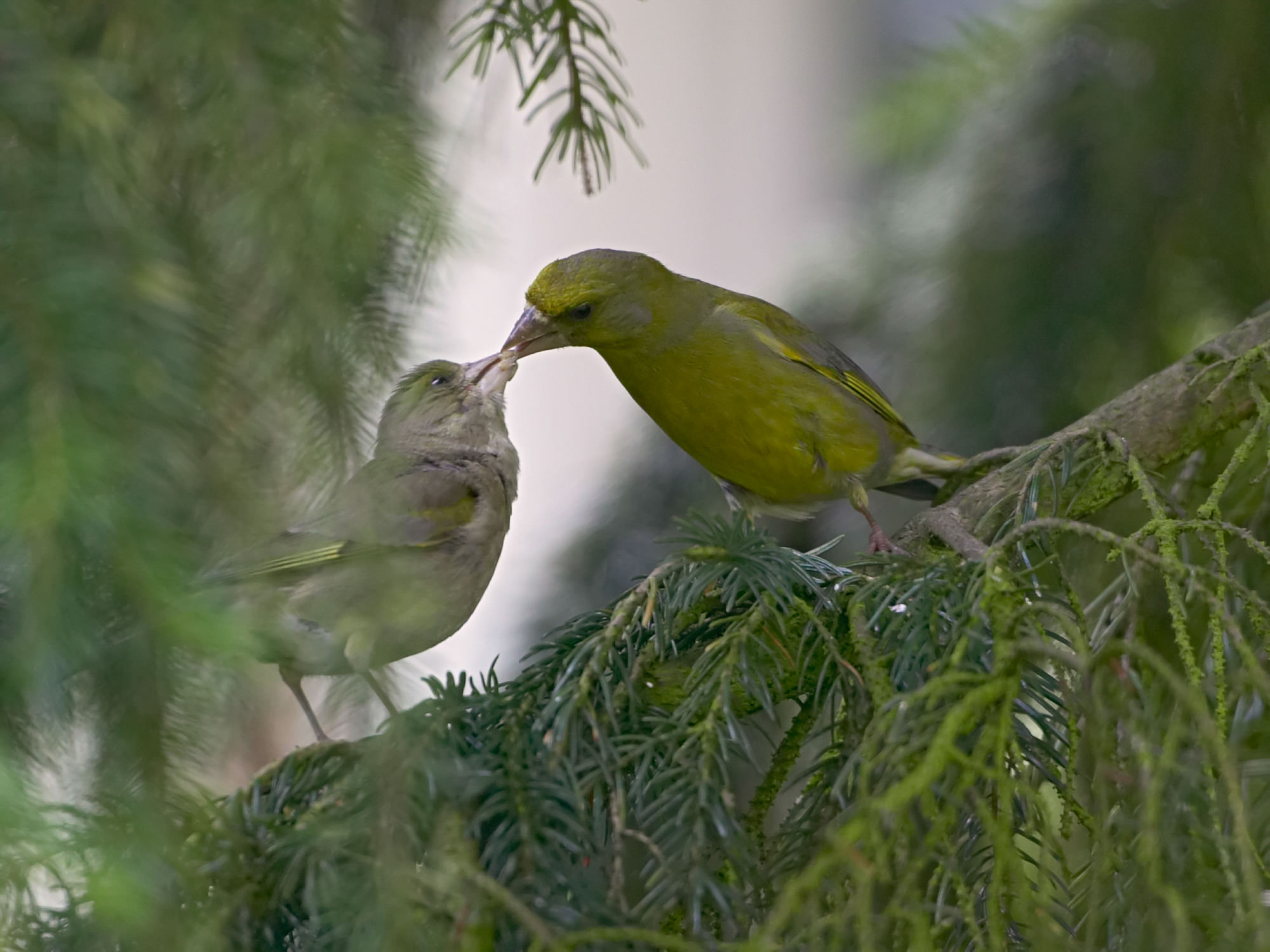greenfinch