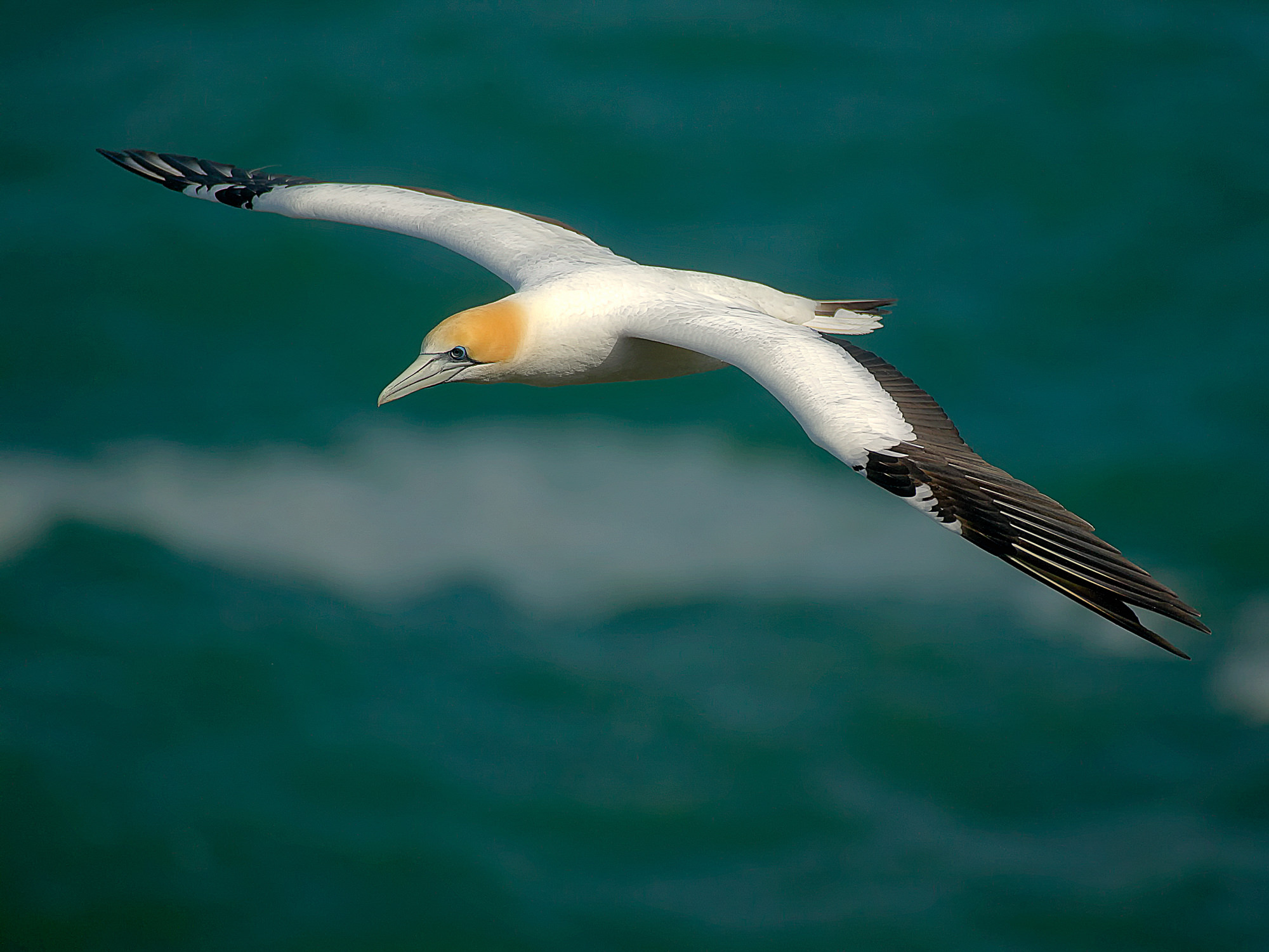 gannet at Muriwai, New Zealand