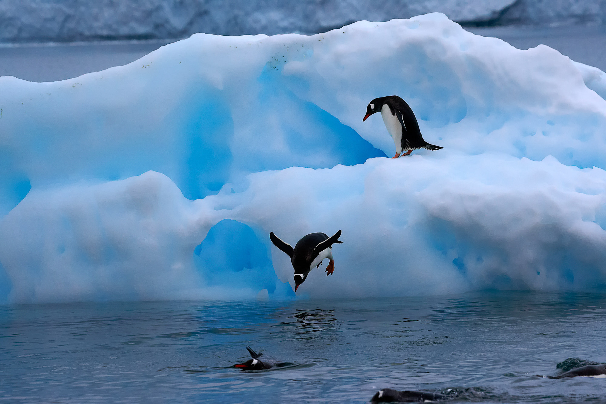 swimming fun with the gentoo penguins