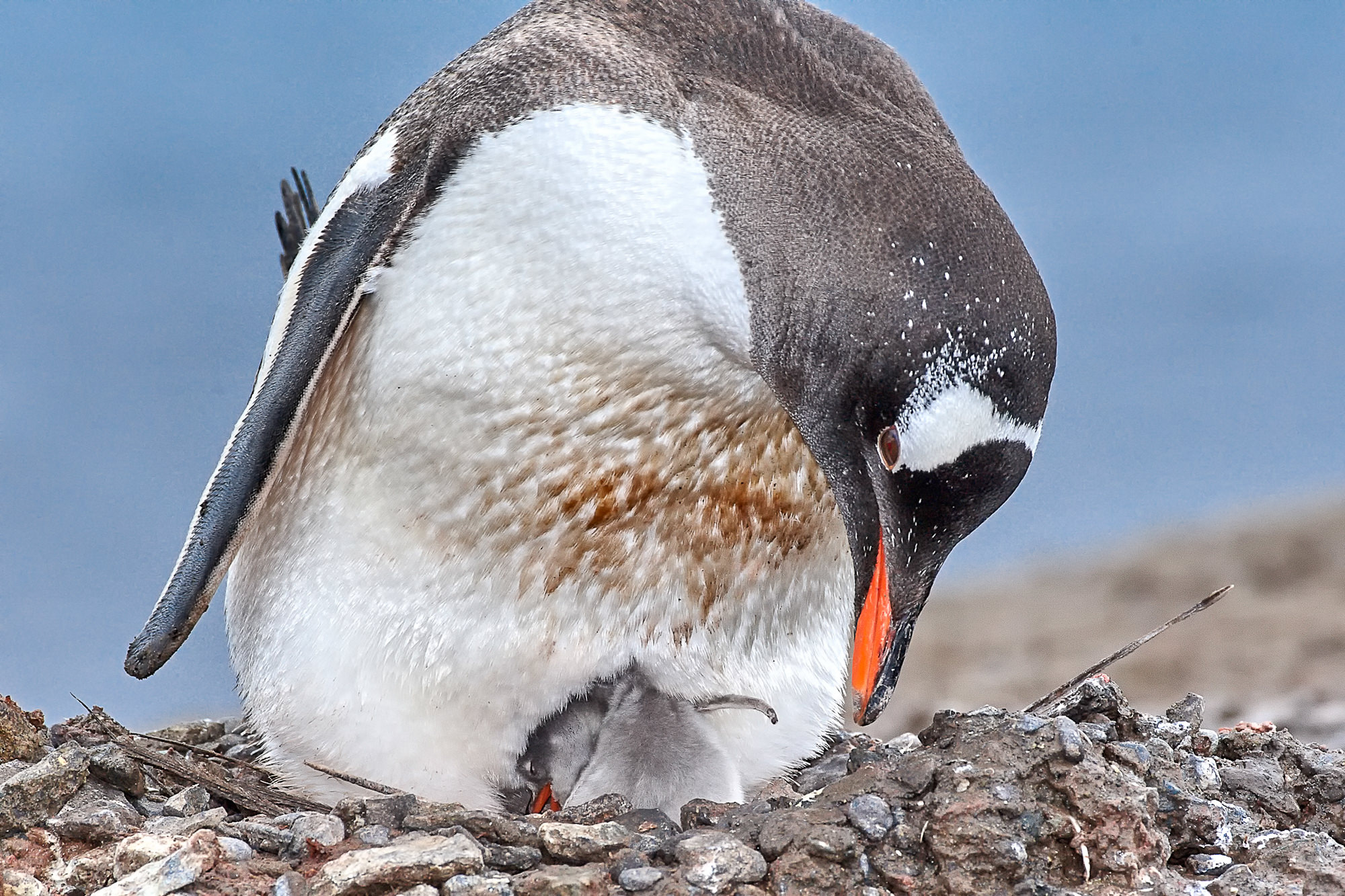 gentoo penguin with chick