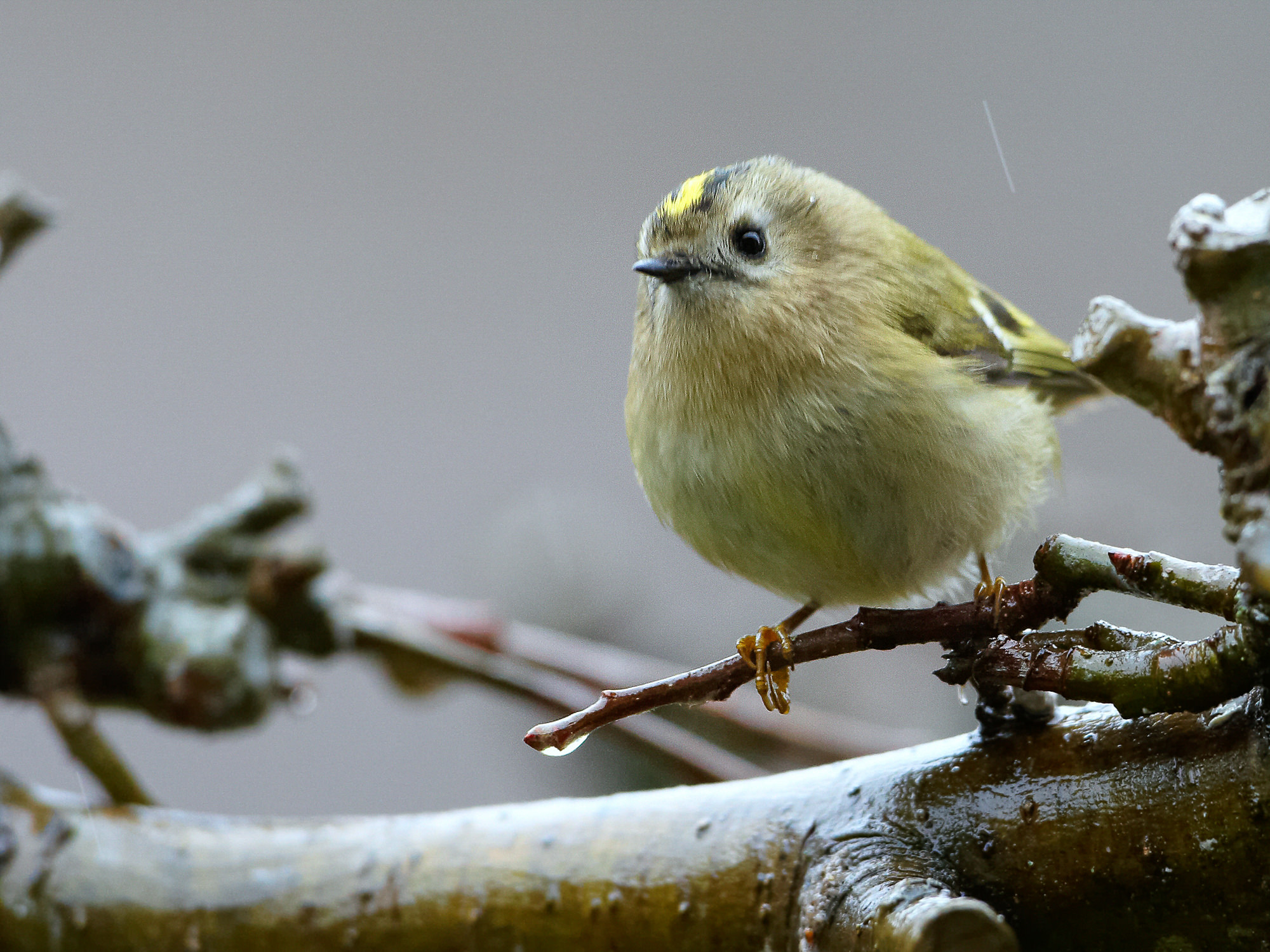 goldcrest