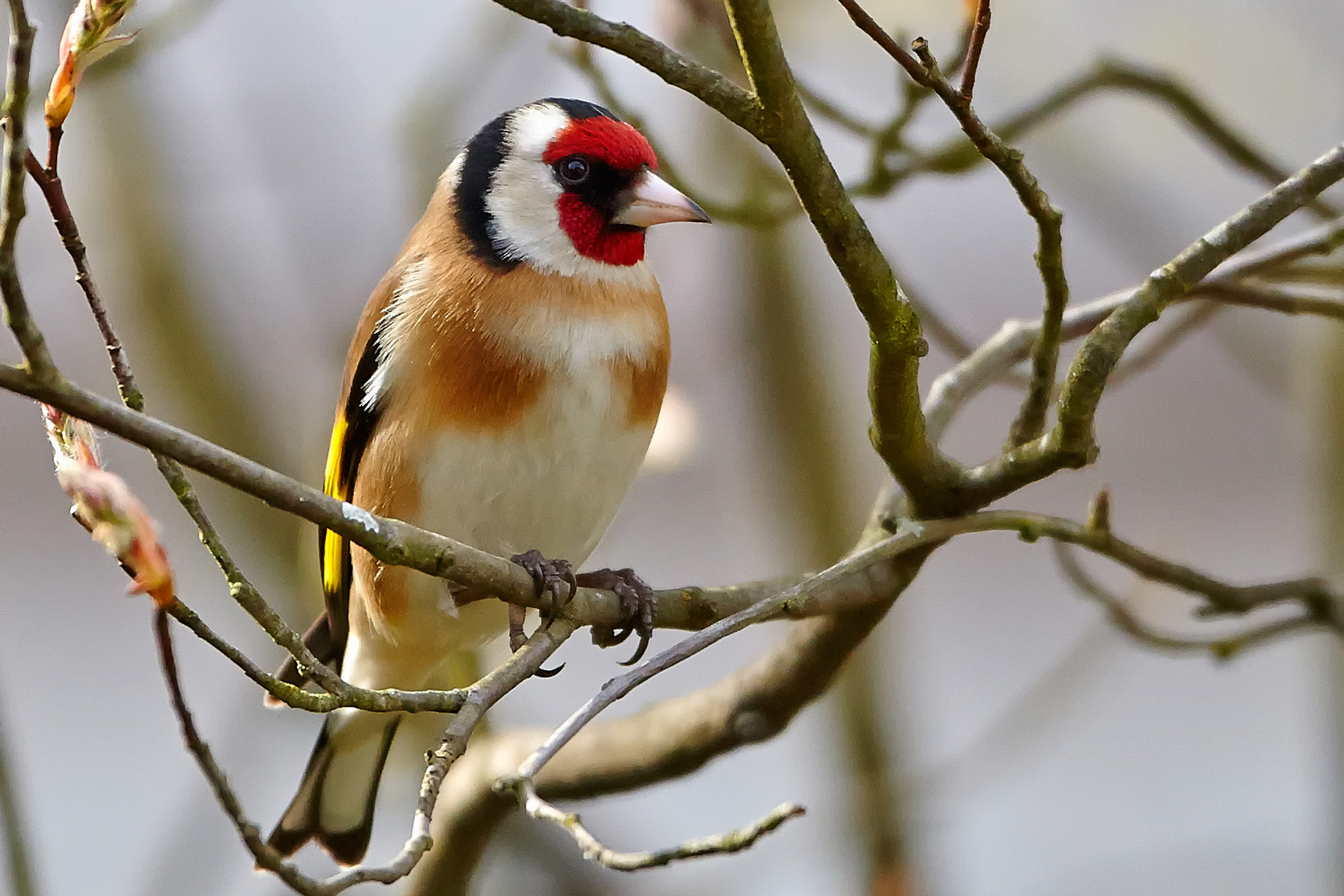 Goldfinch