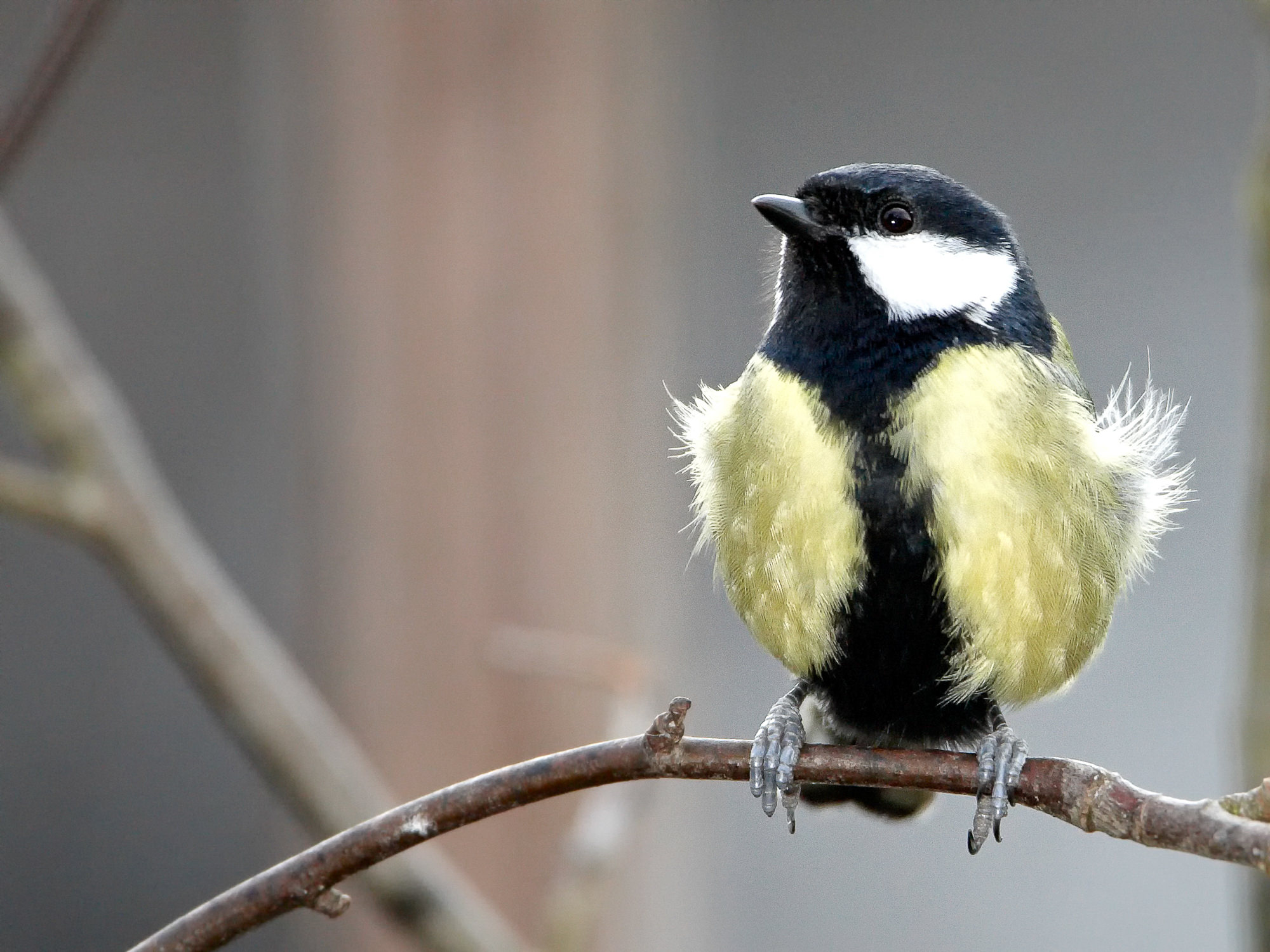 great tit