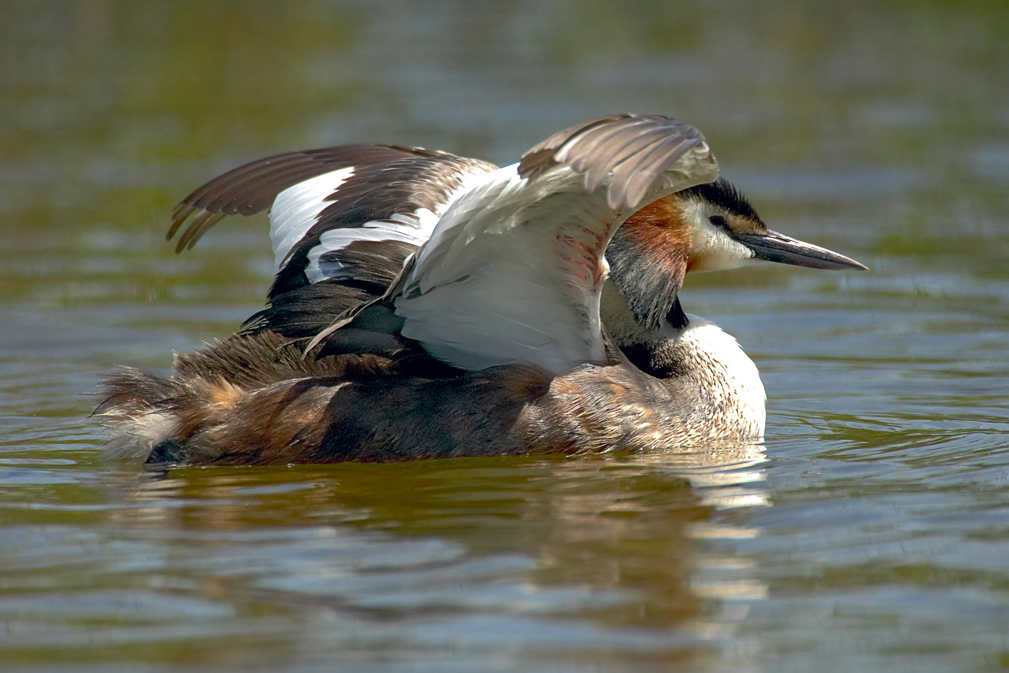 Grebes