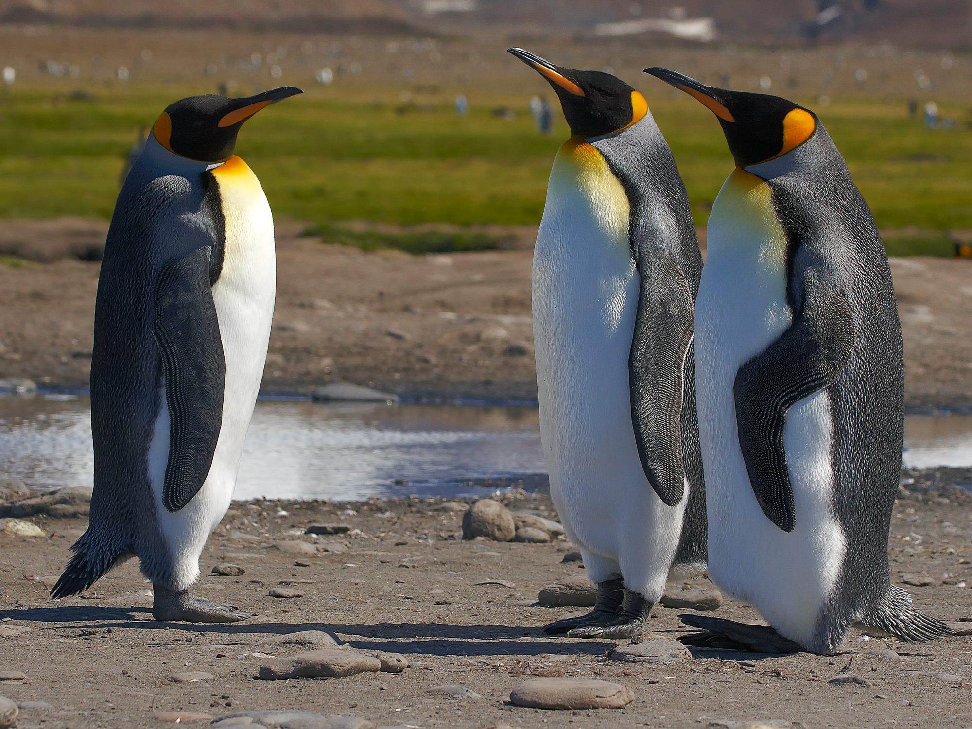 king penguins at Salisbury Plain, South Georgia