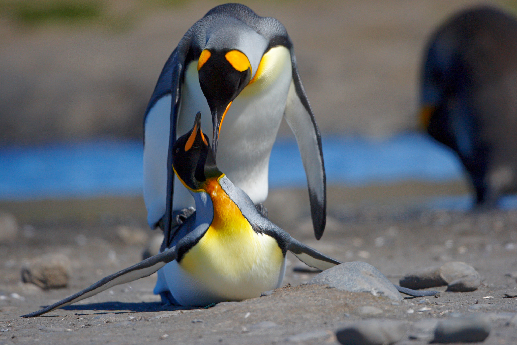 king penguins in love
