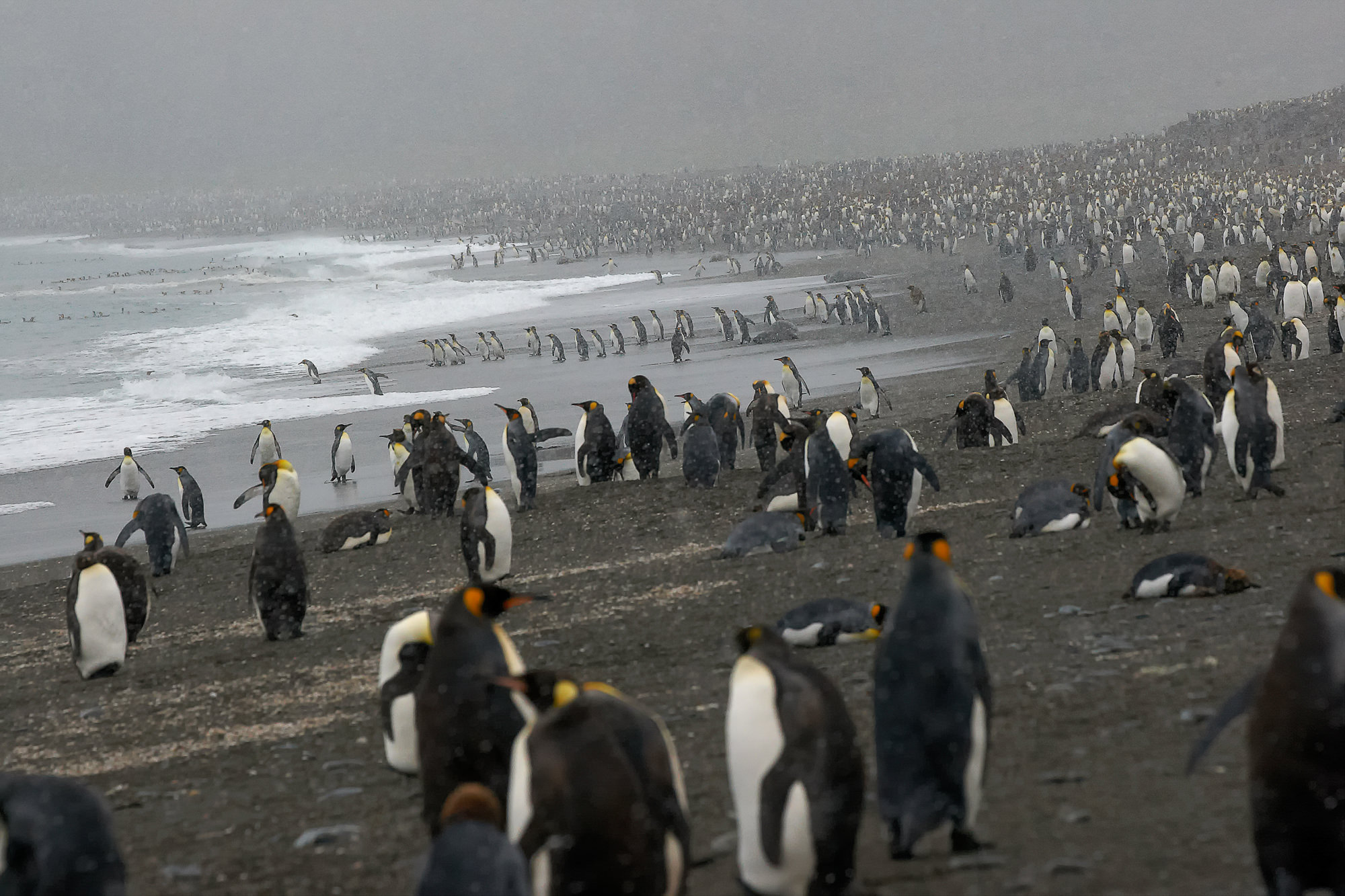 king penguins at St. Andrews Bay