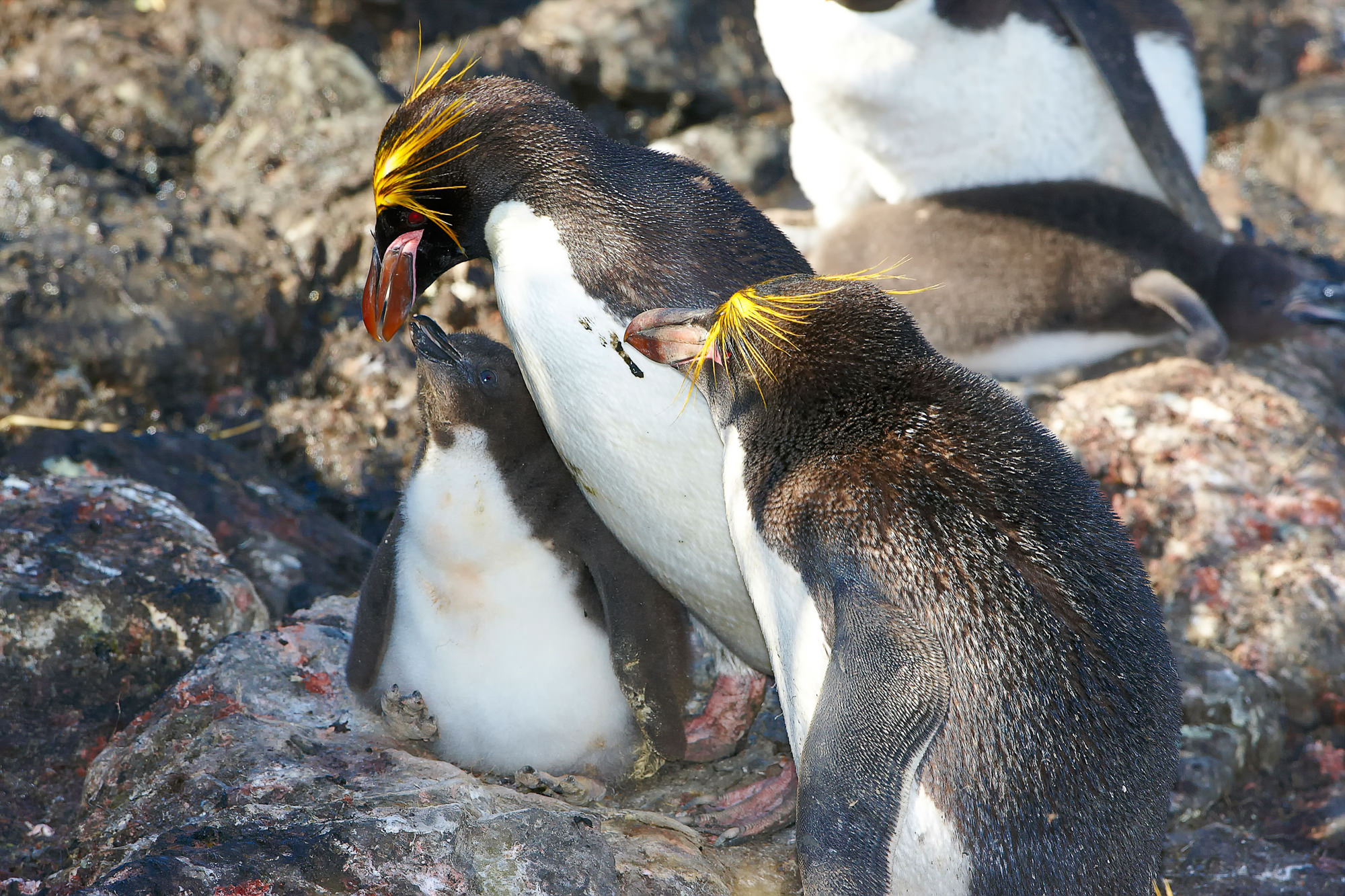 macaroni penguin