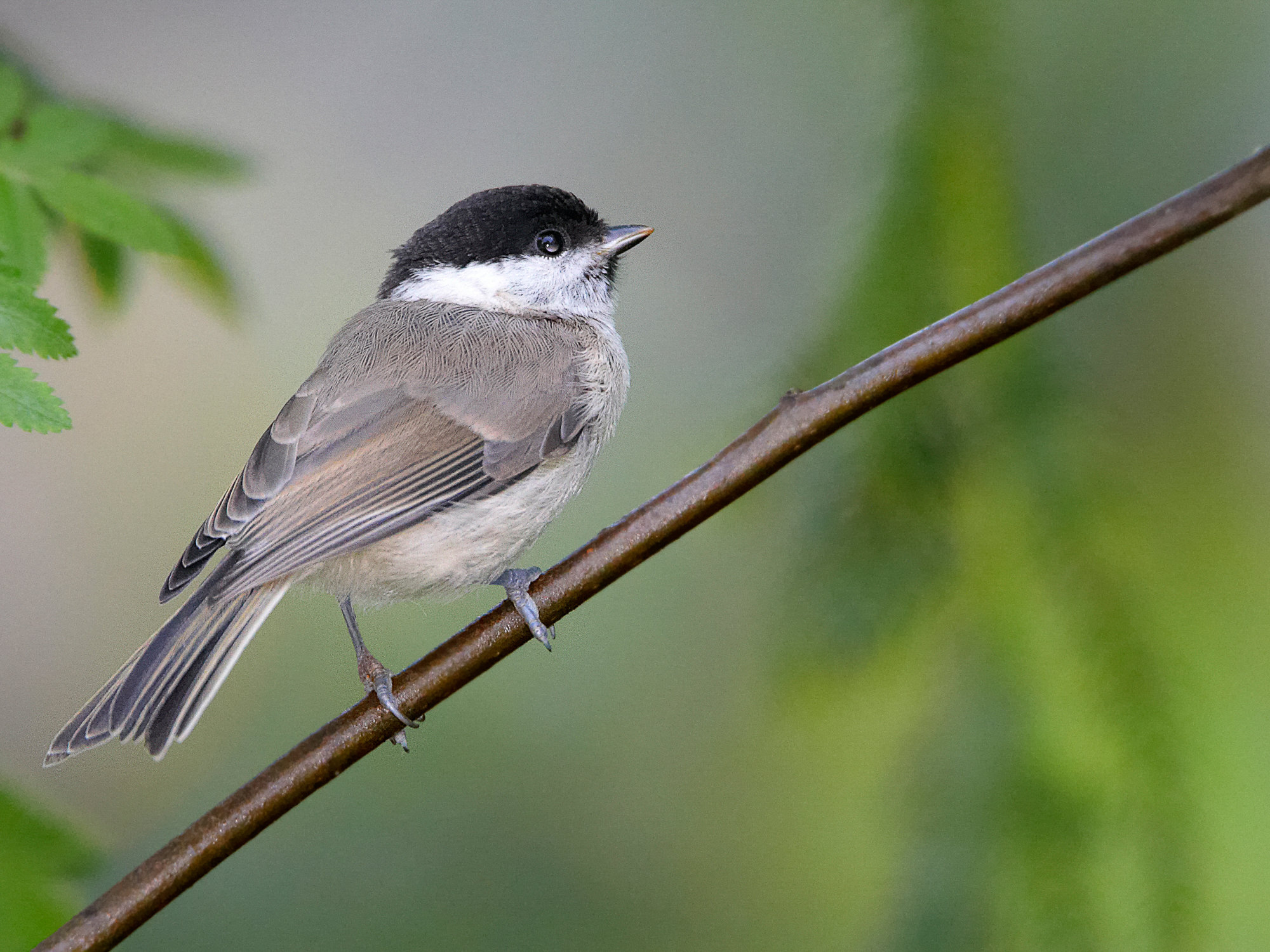 marsh tit