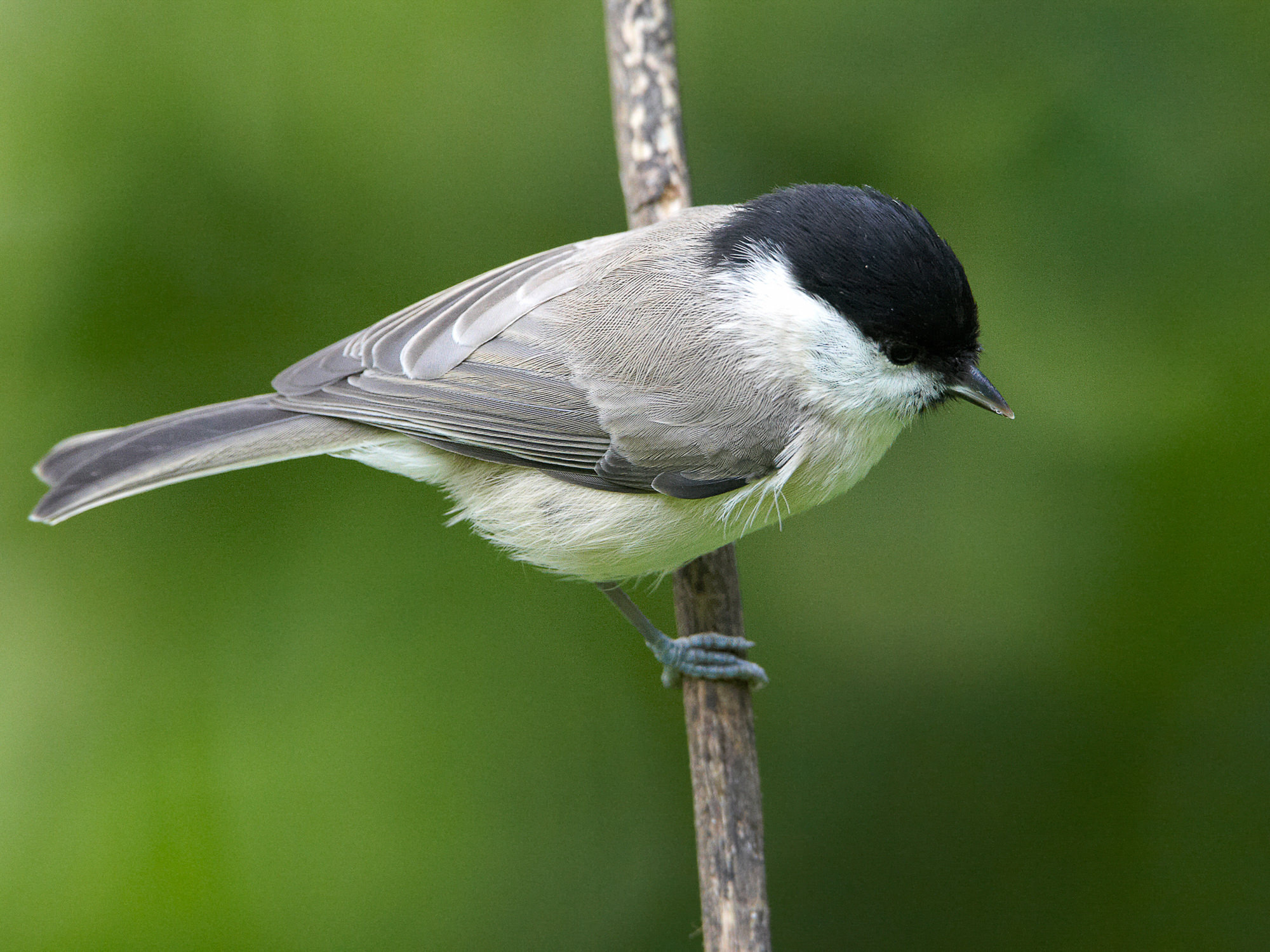 marsh tit