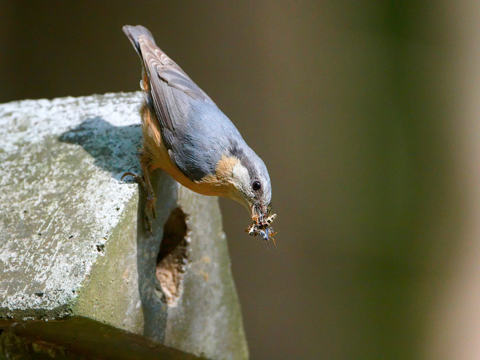 nuthatch