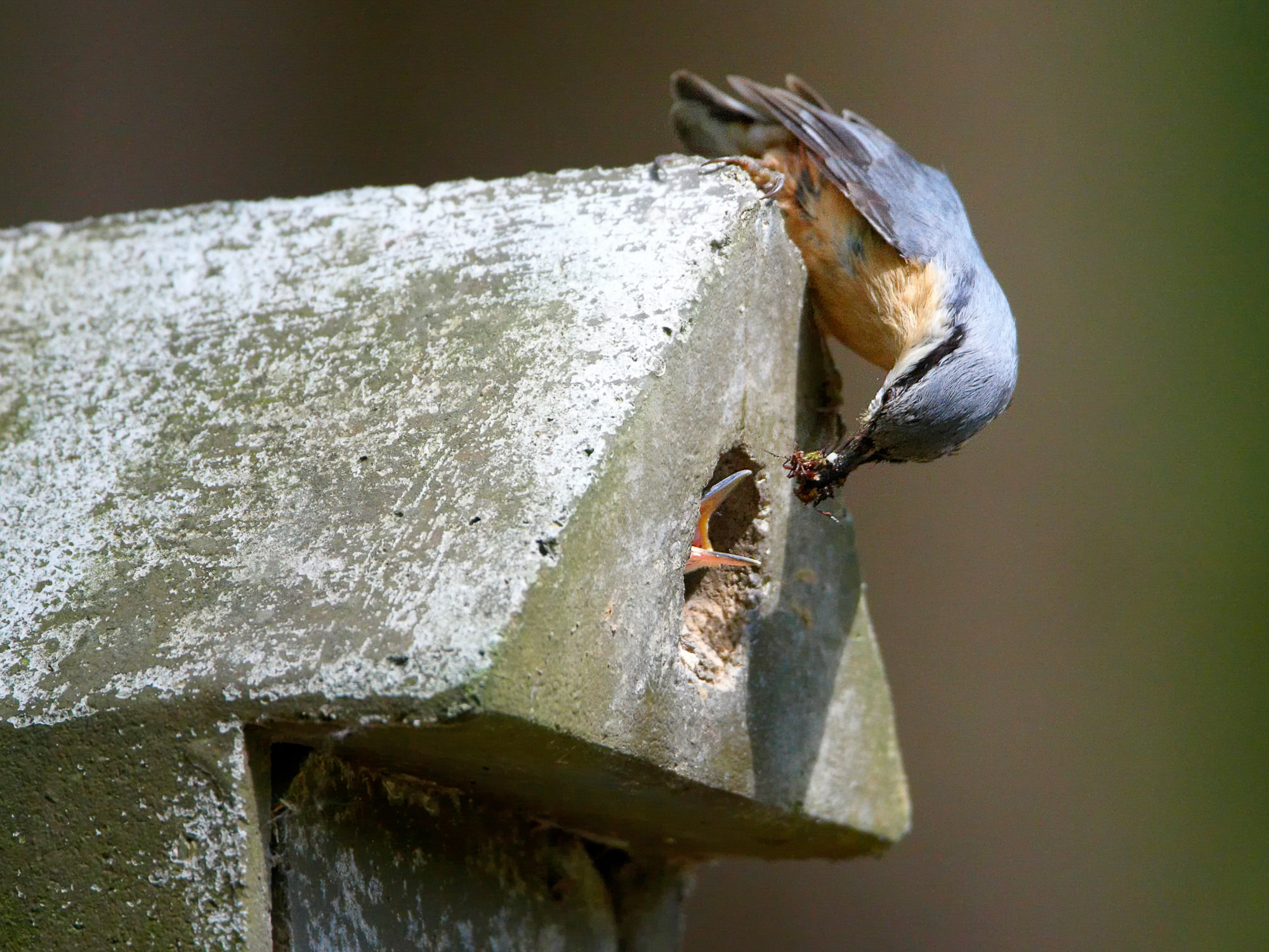 nuthatch