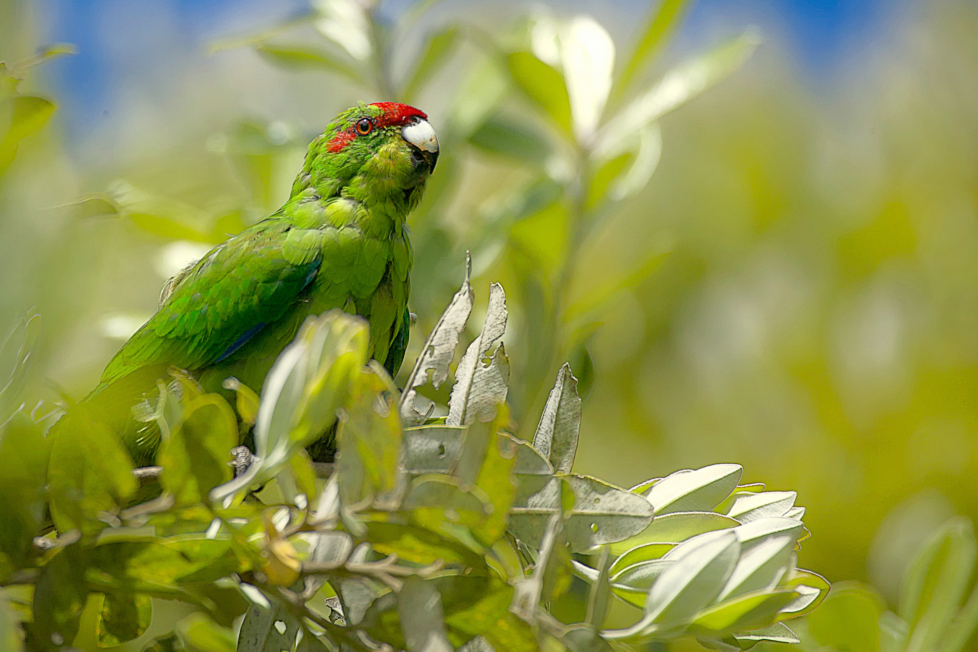 red-crowned parakeet