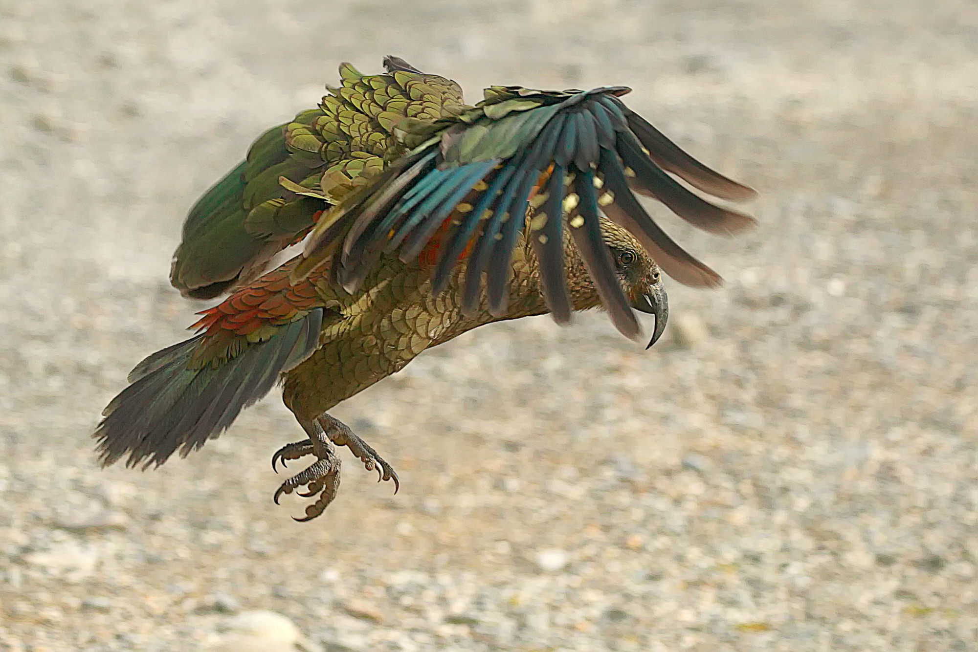 kea