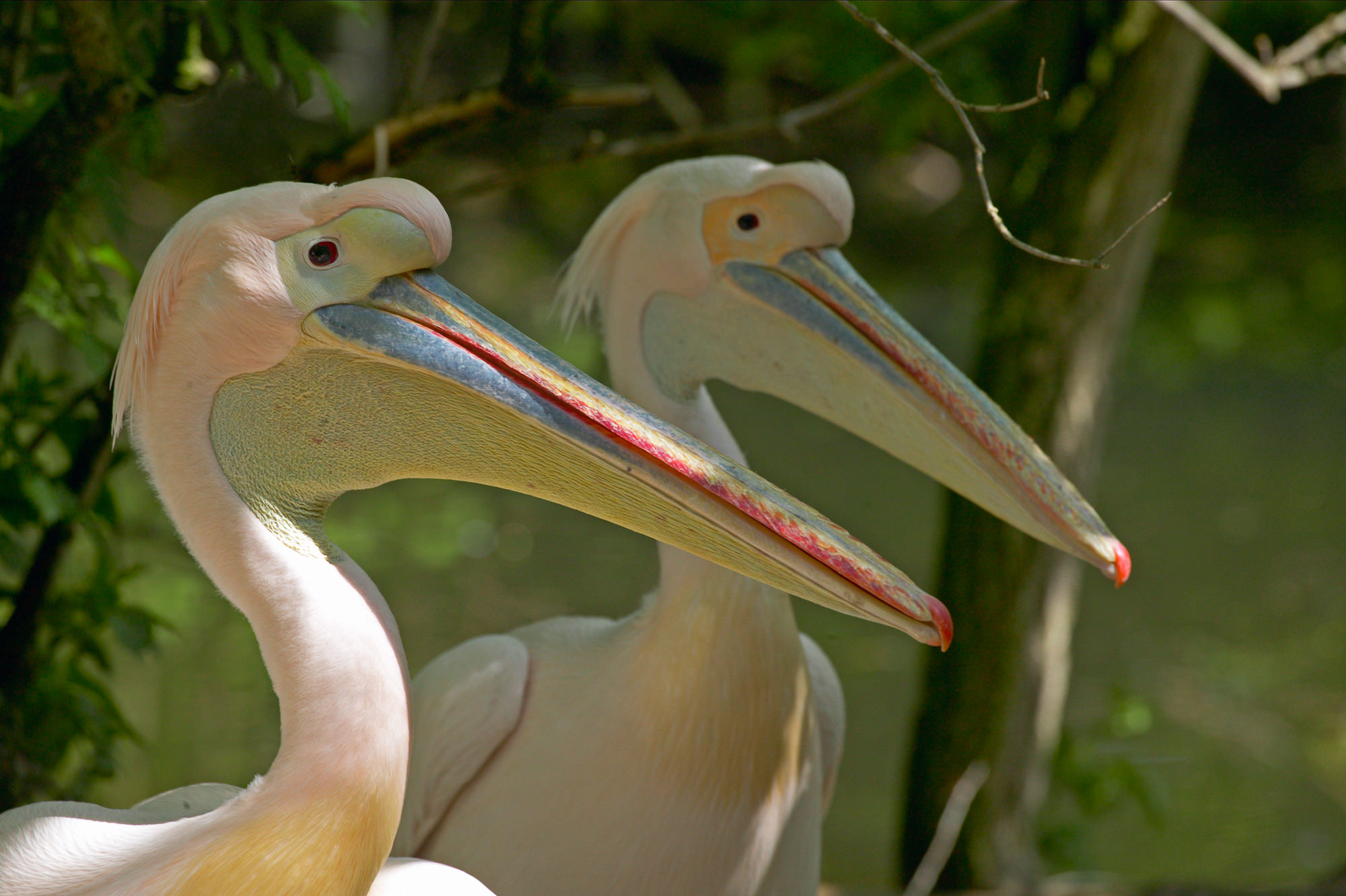 white pelican