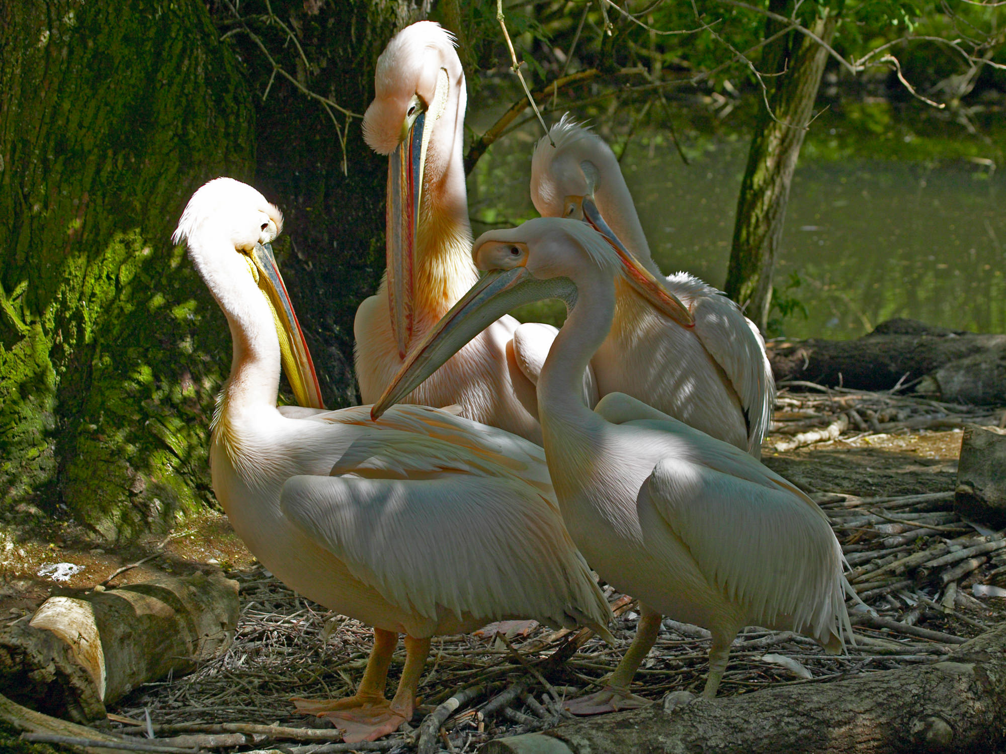 white pelican