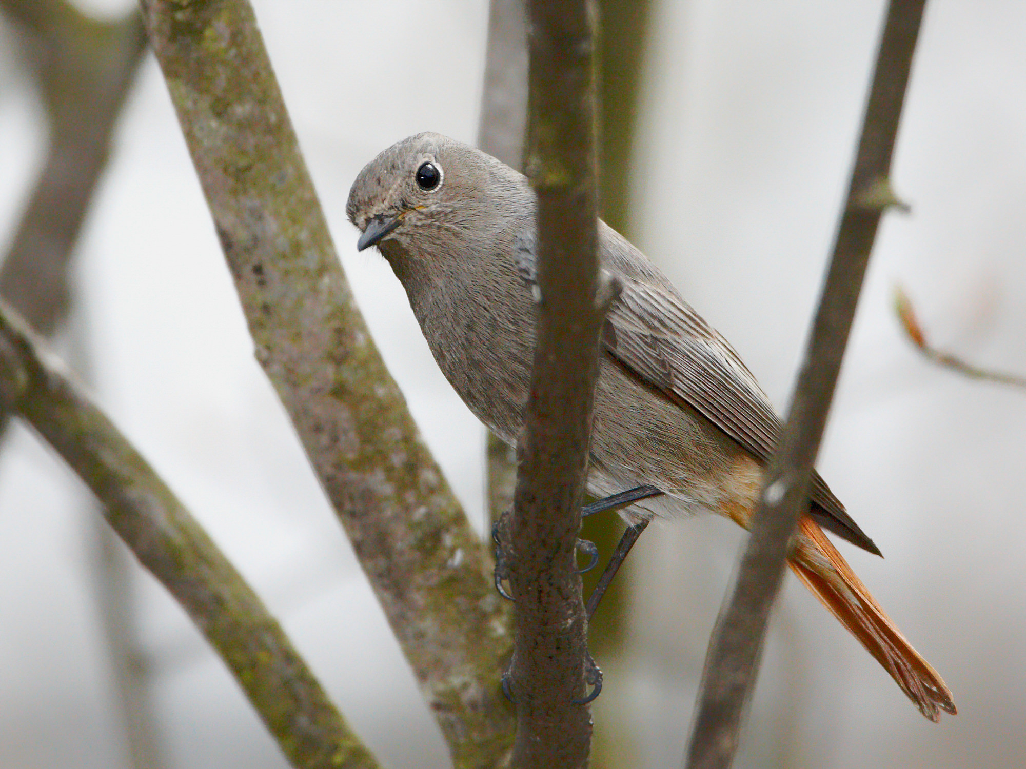 redstart
