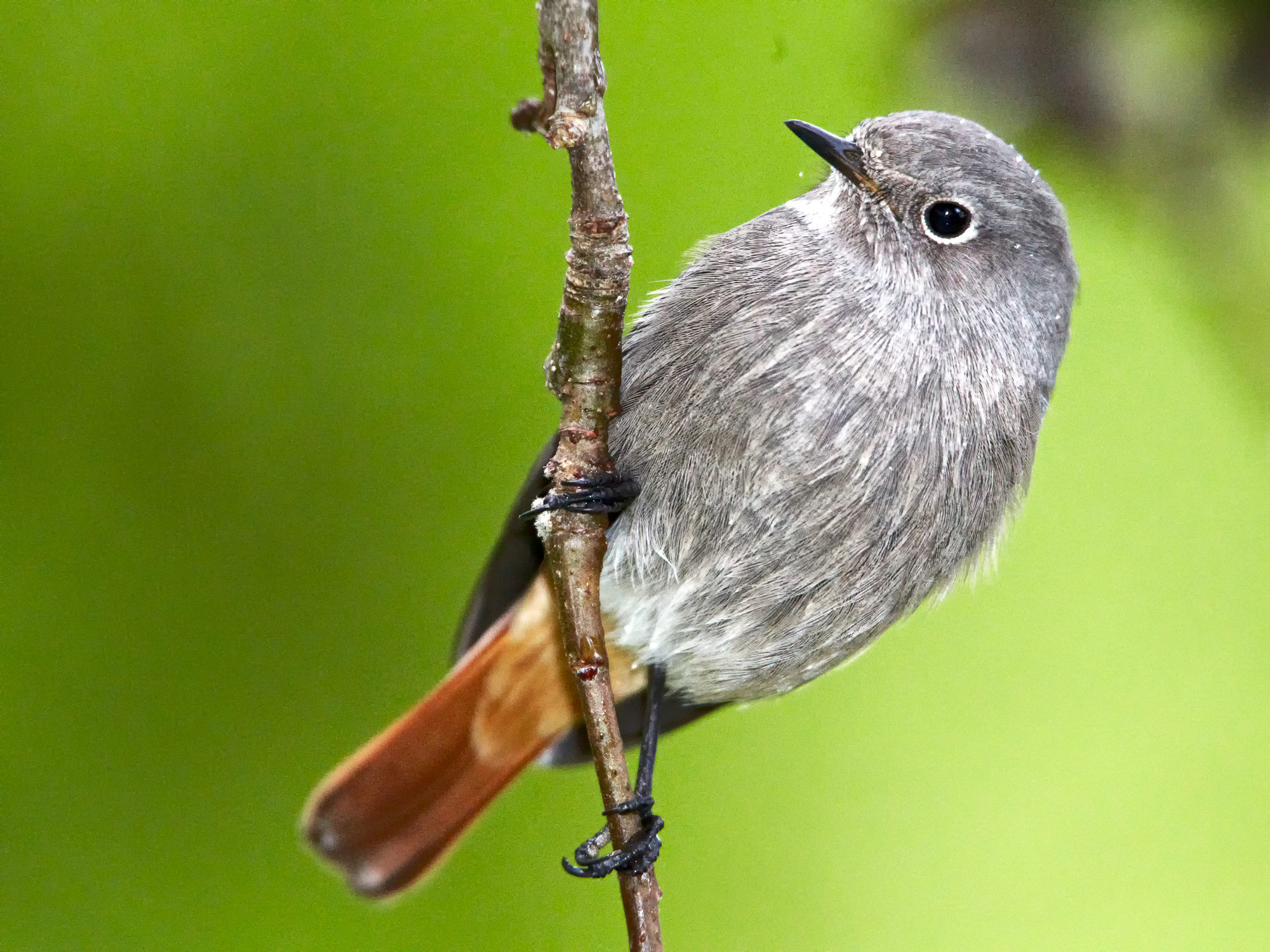 redstart