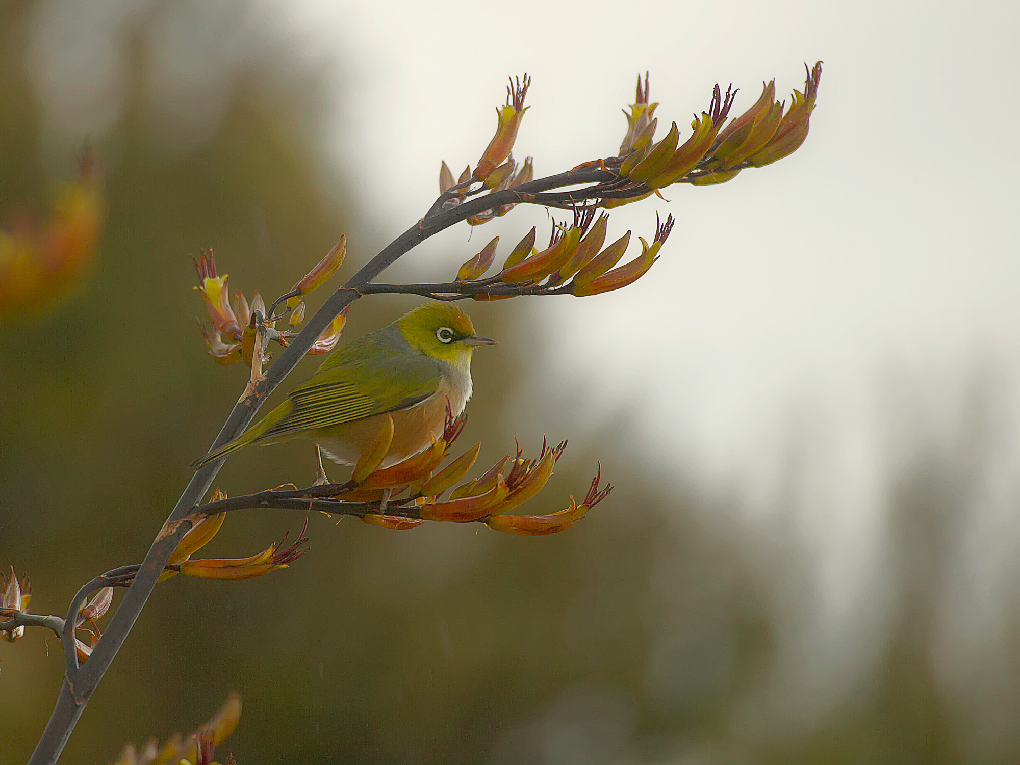 Silvereye (Maori: tauhou)