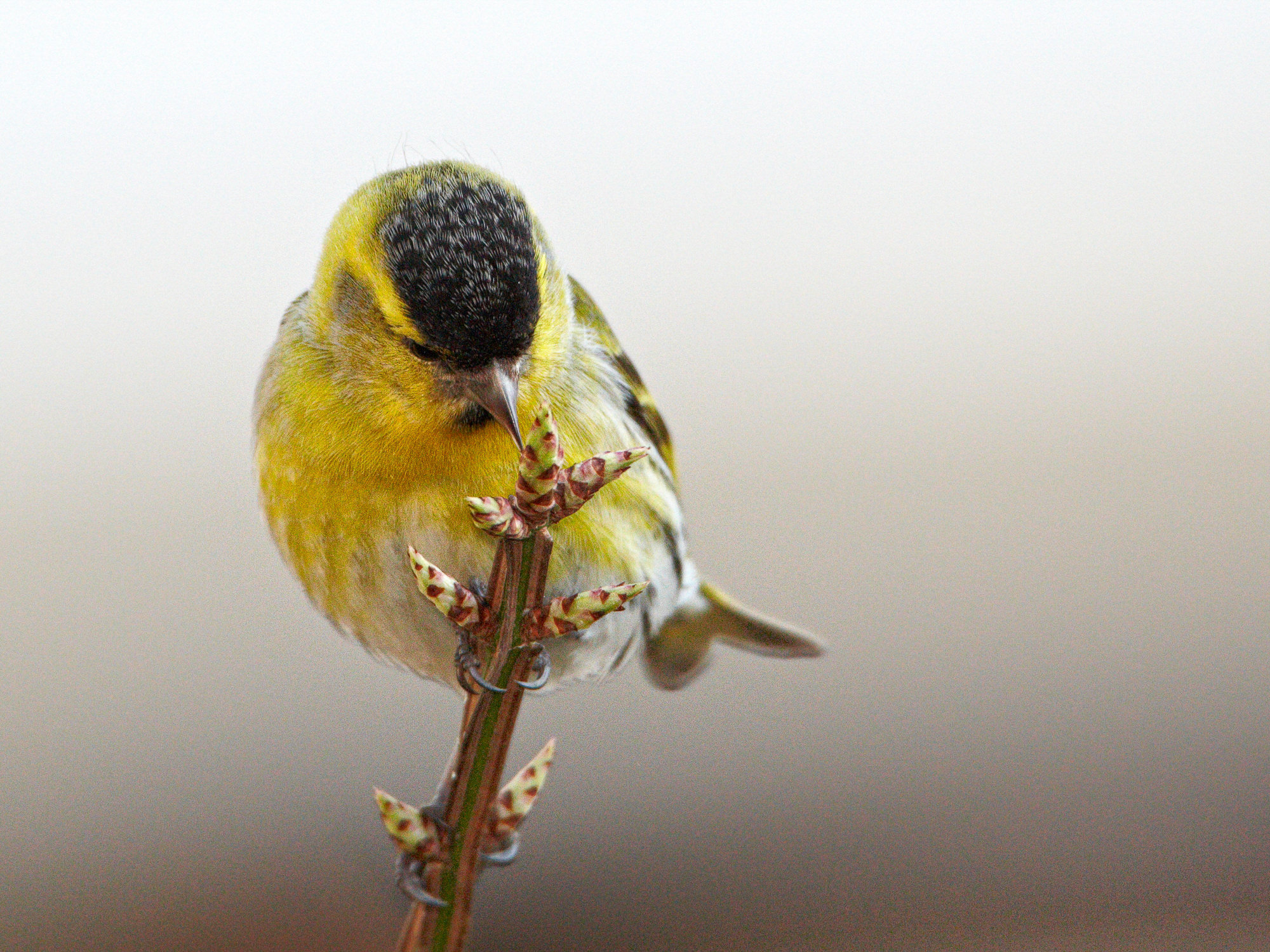 Siskins
