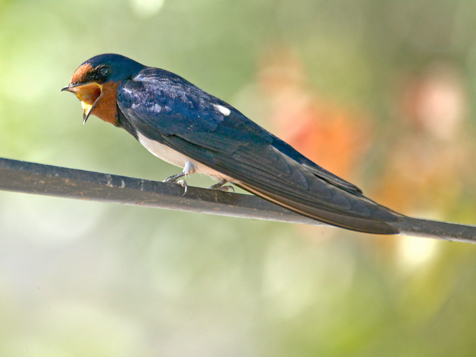 barn swallow