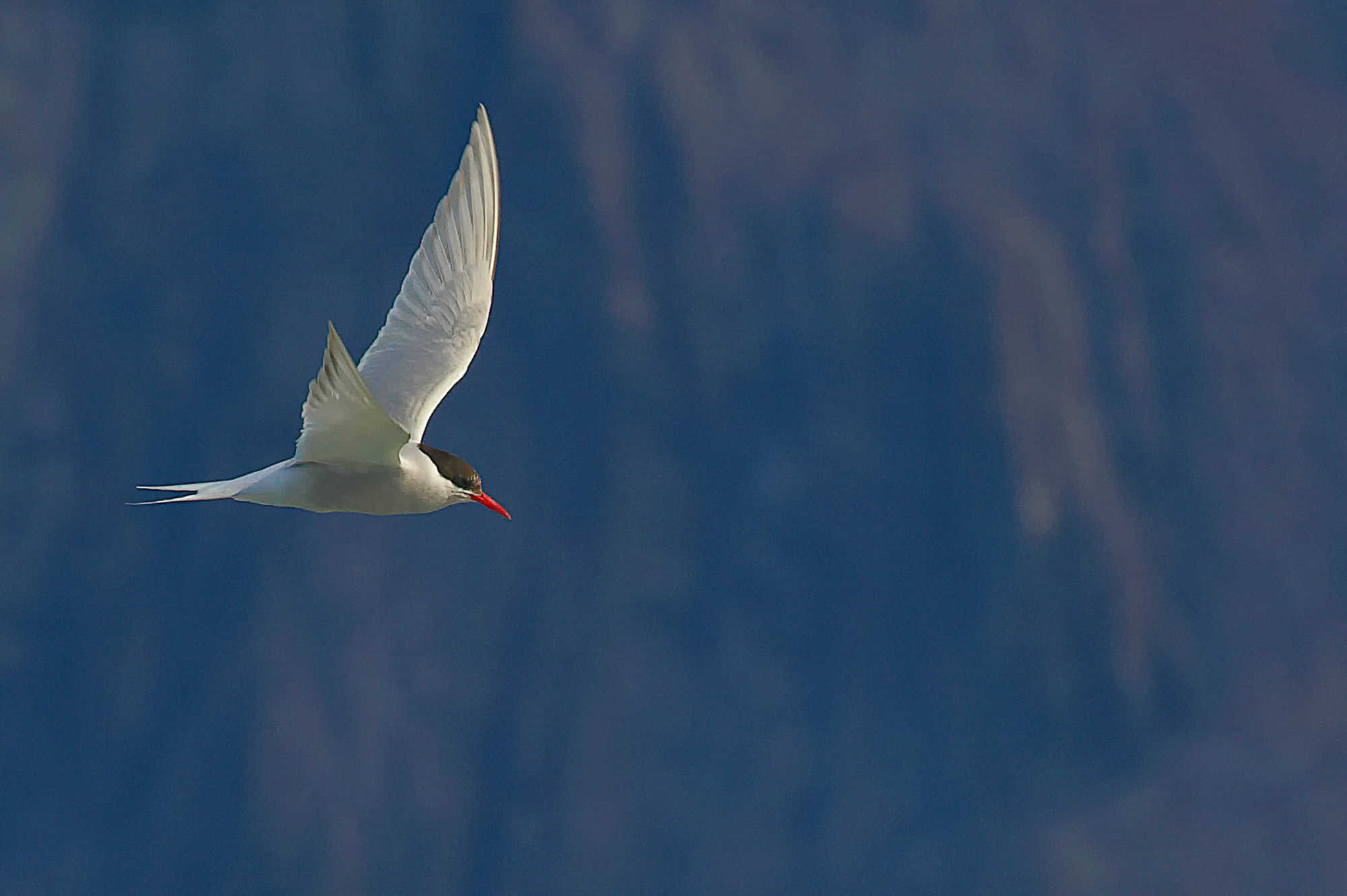antarctic tern
