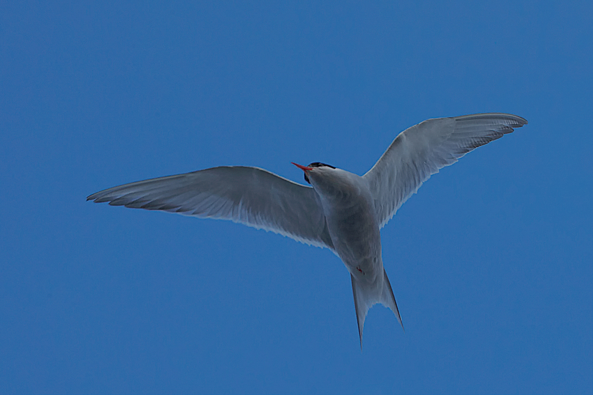 antarctic tern