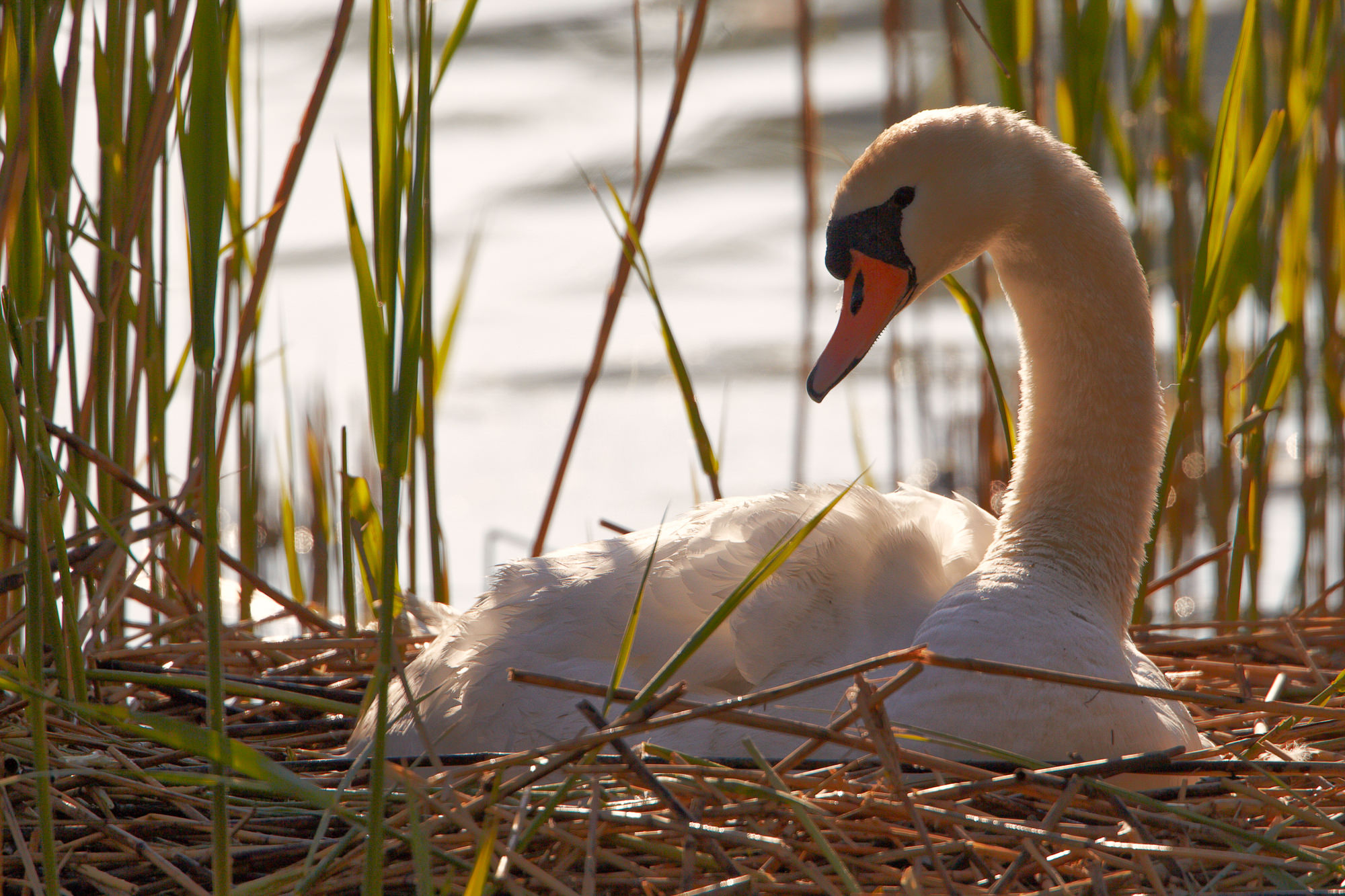 swan nest in thte reeds