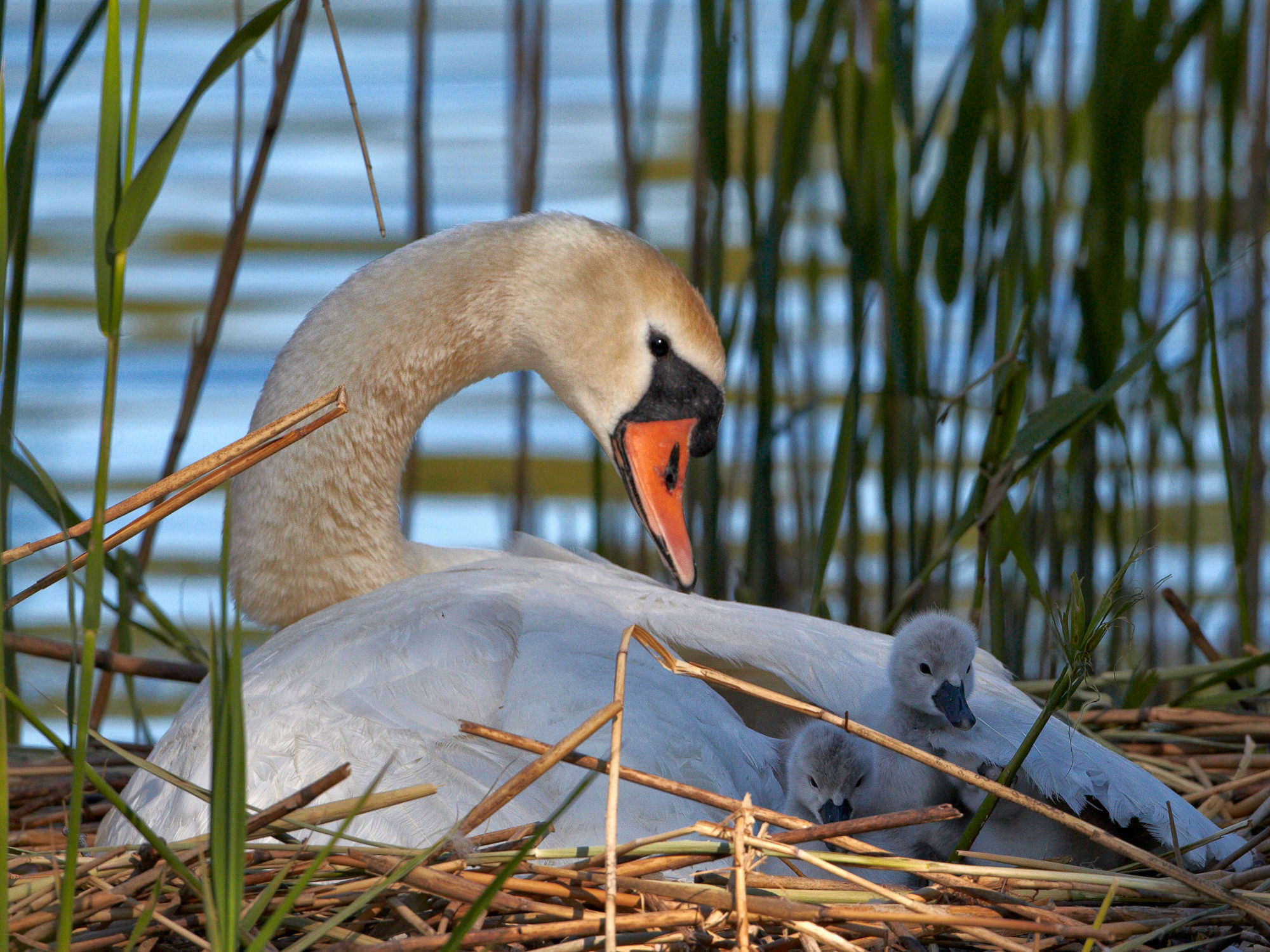 swan nest in thte reeds