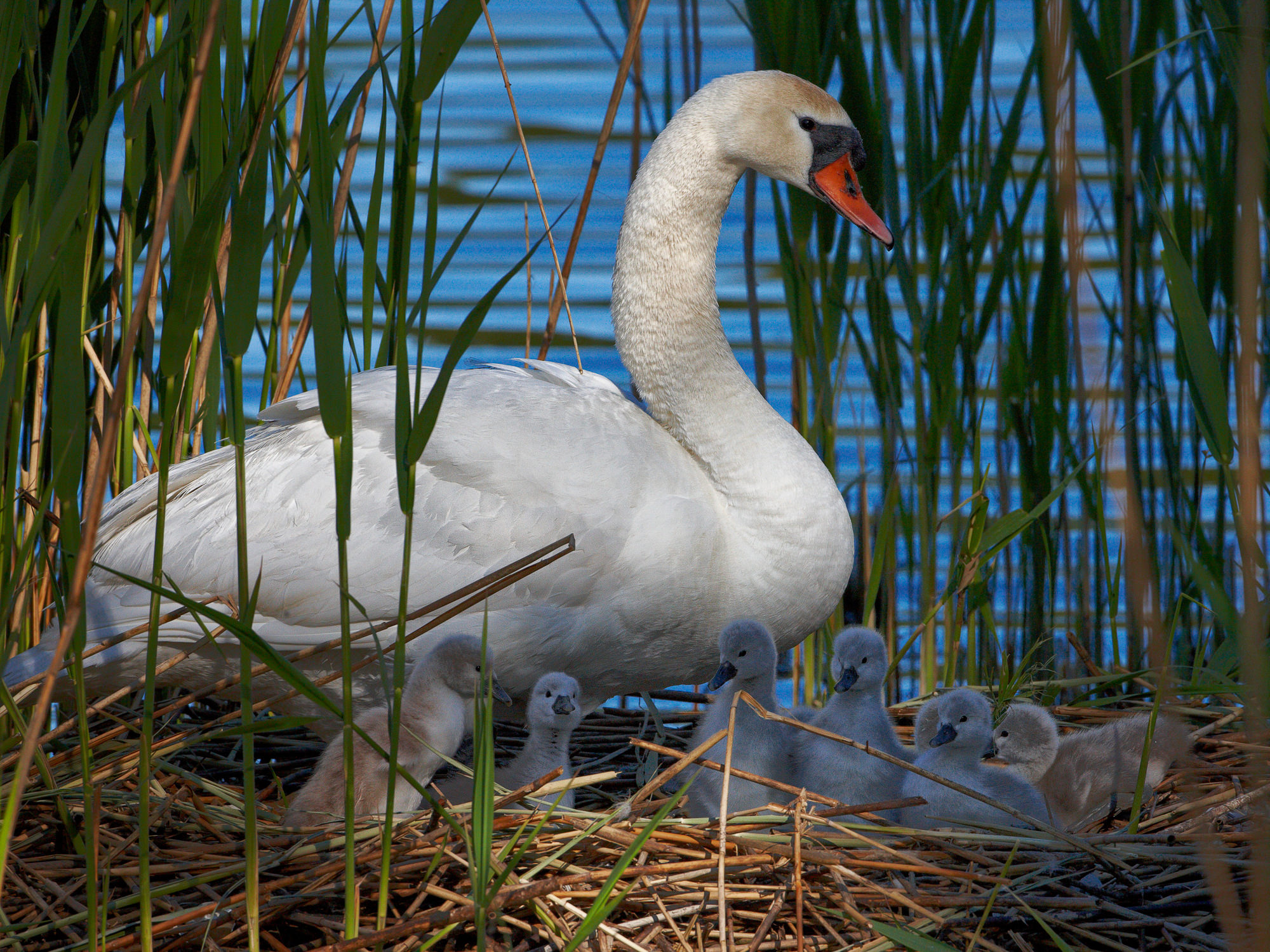 swan nest in thte reeds