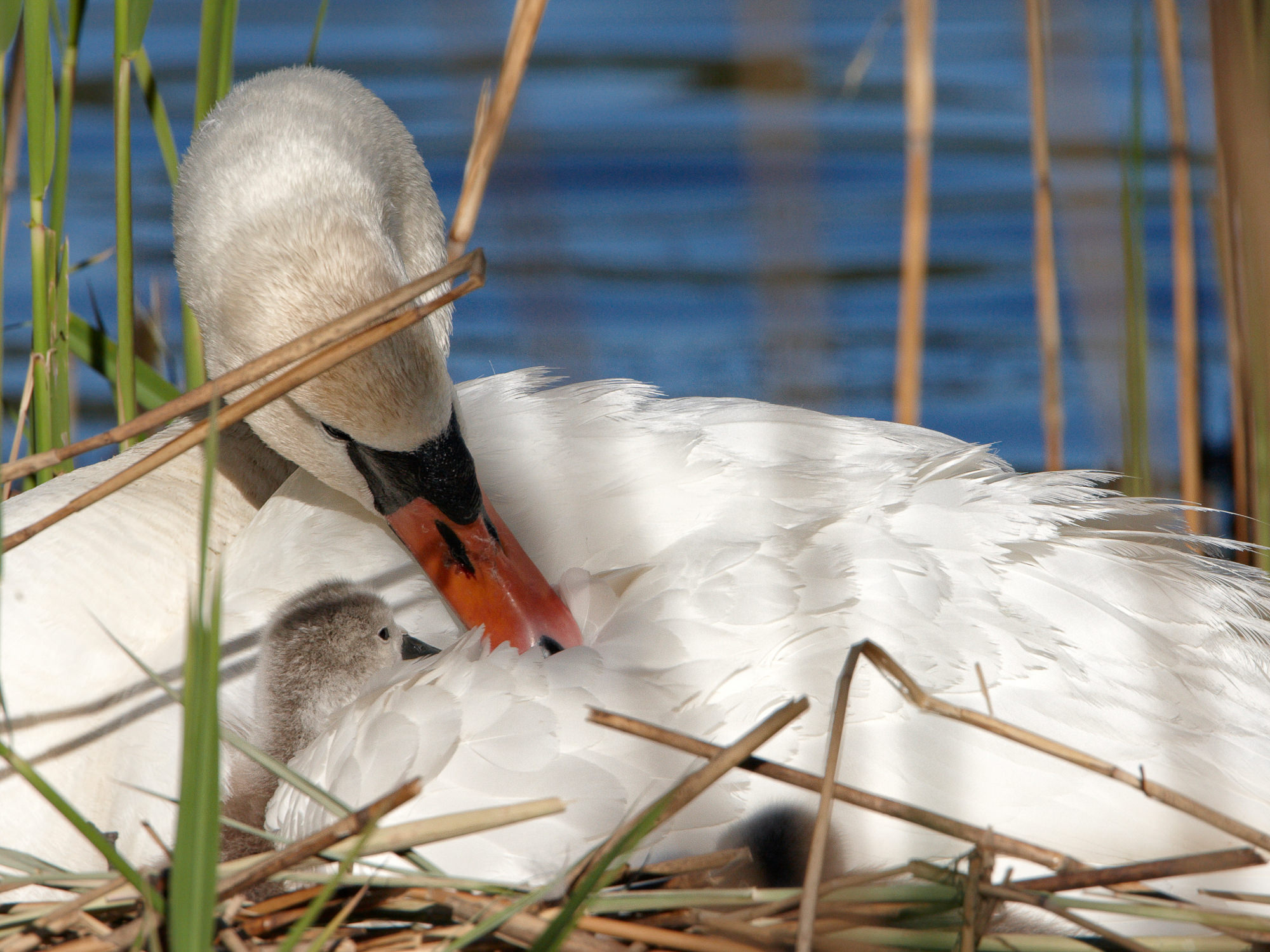 swan nest in thte reeds