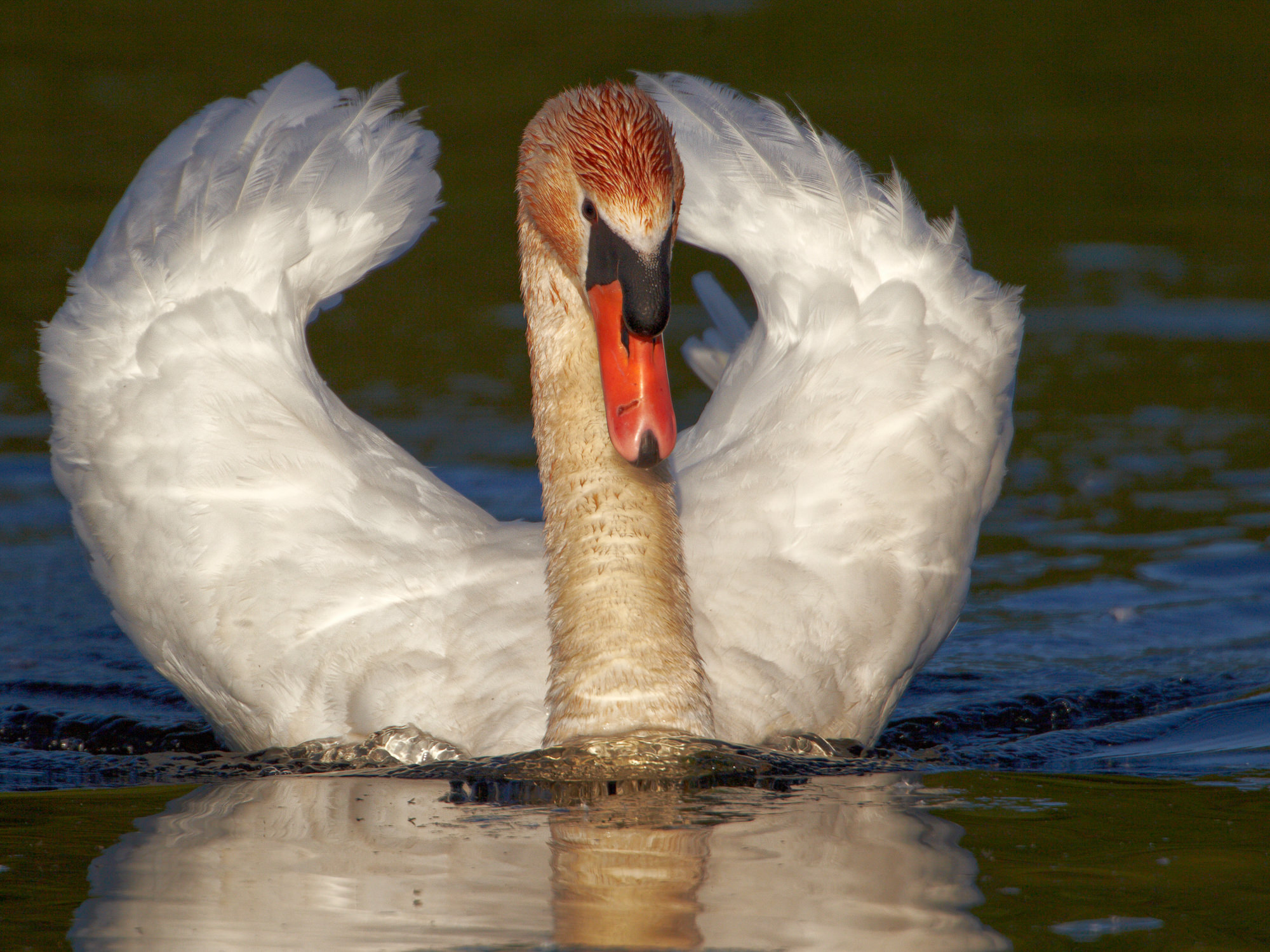 swan nest in thte reeds