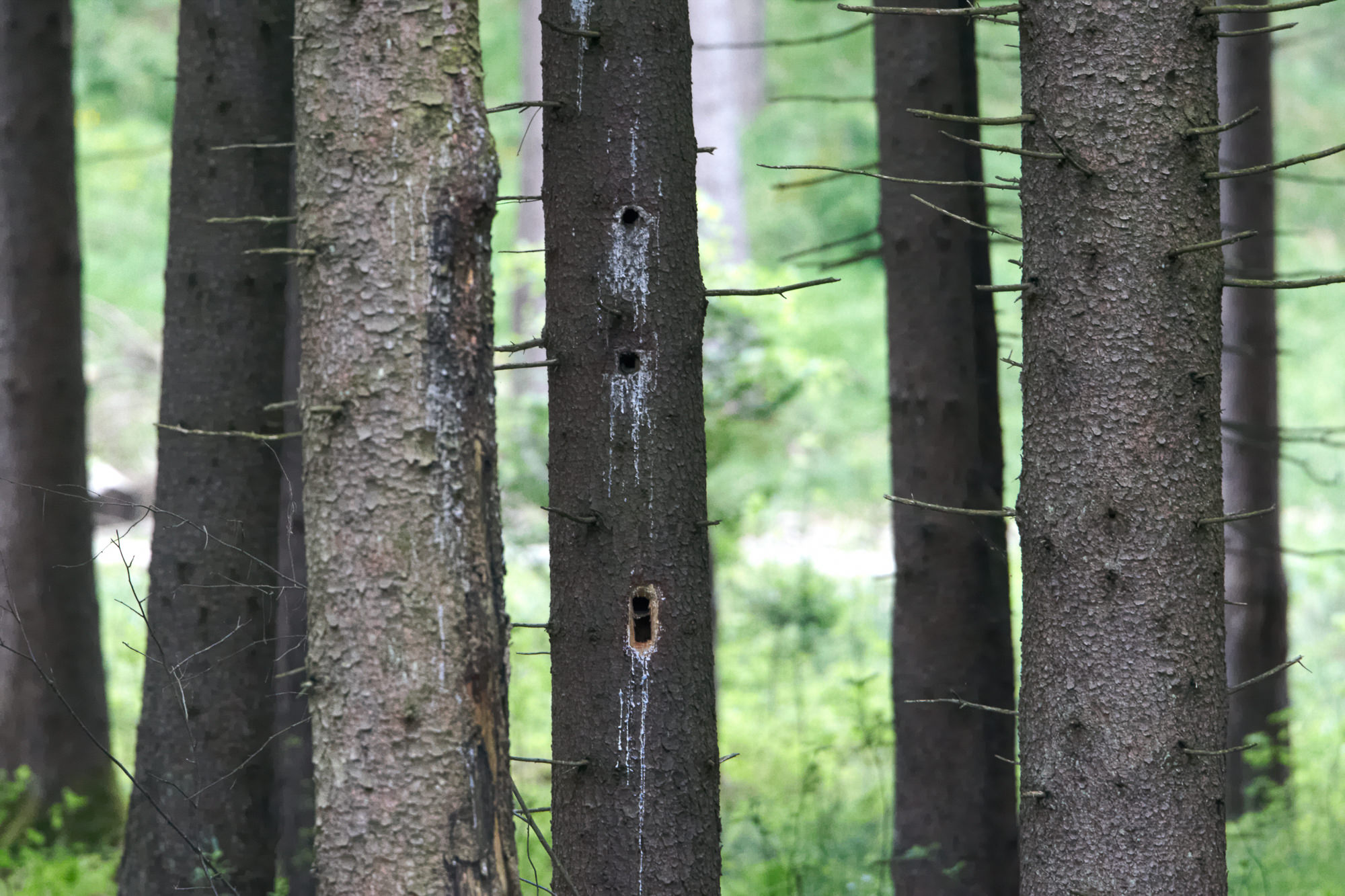 black woodpecker cave