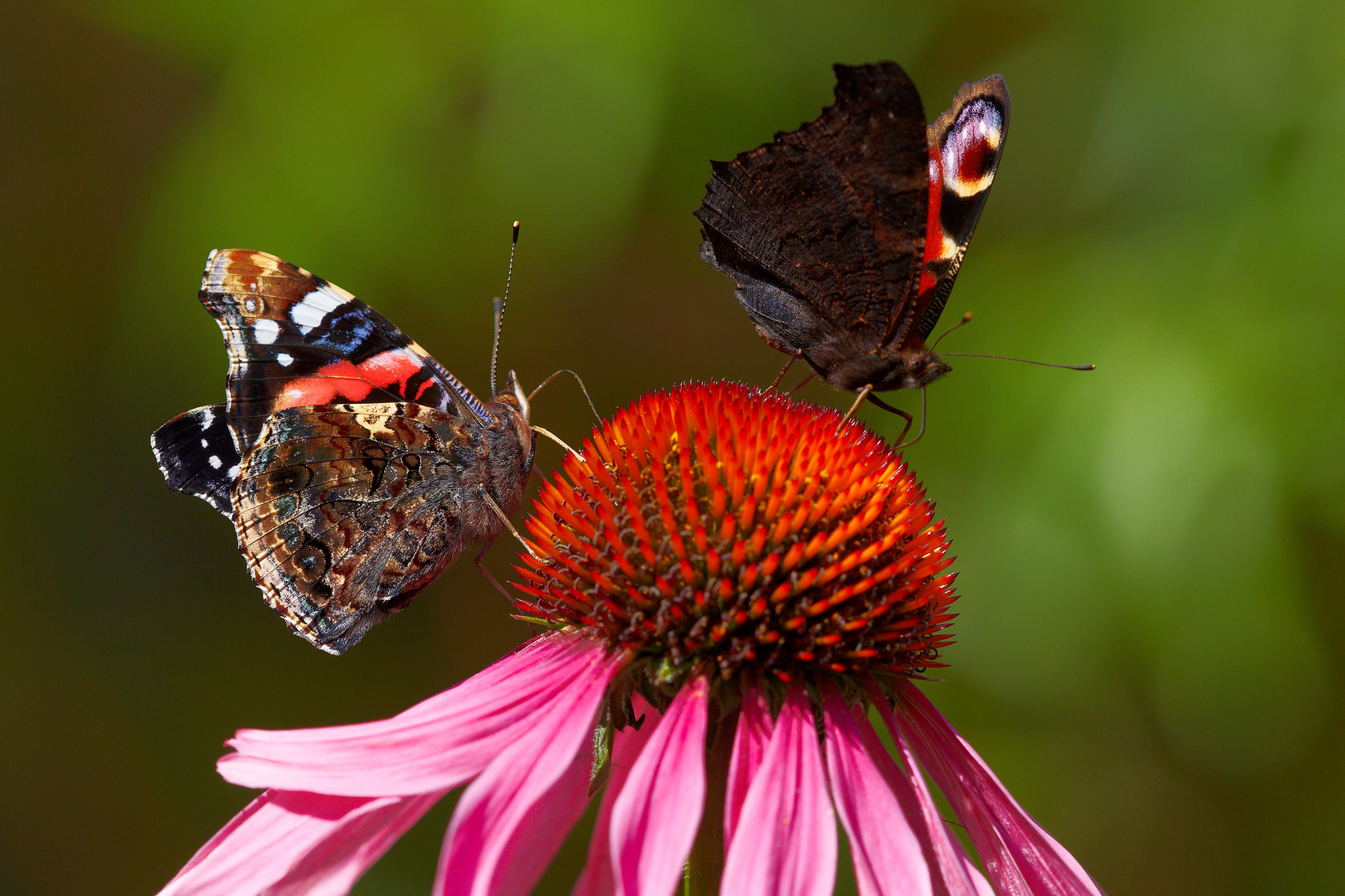 small Tortoiseshell