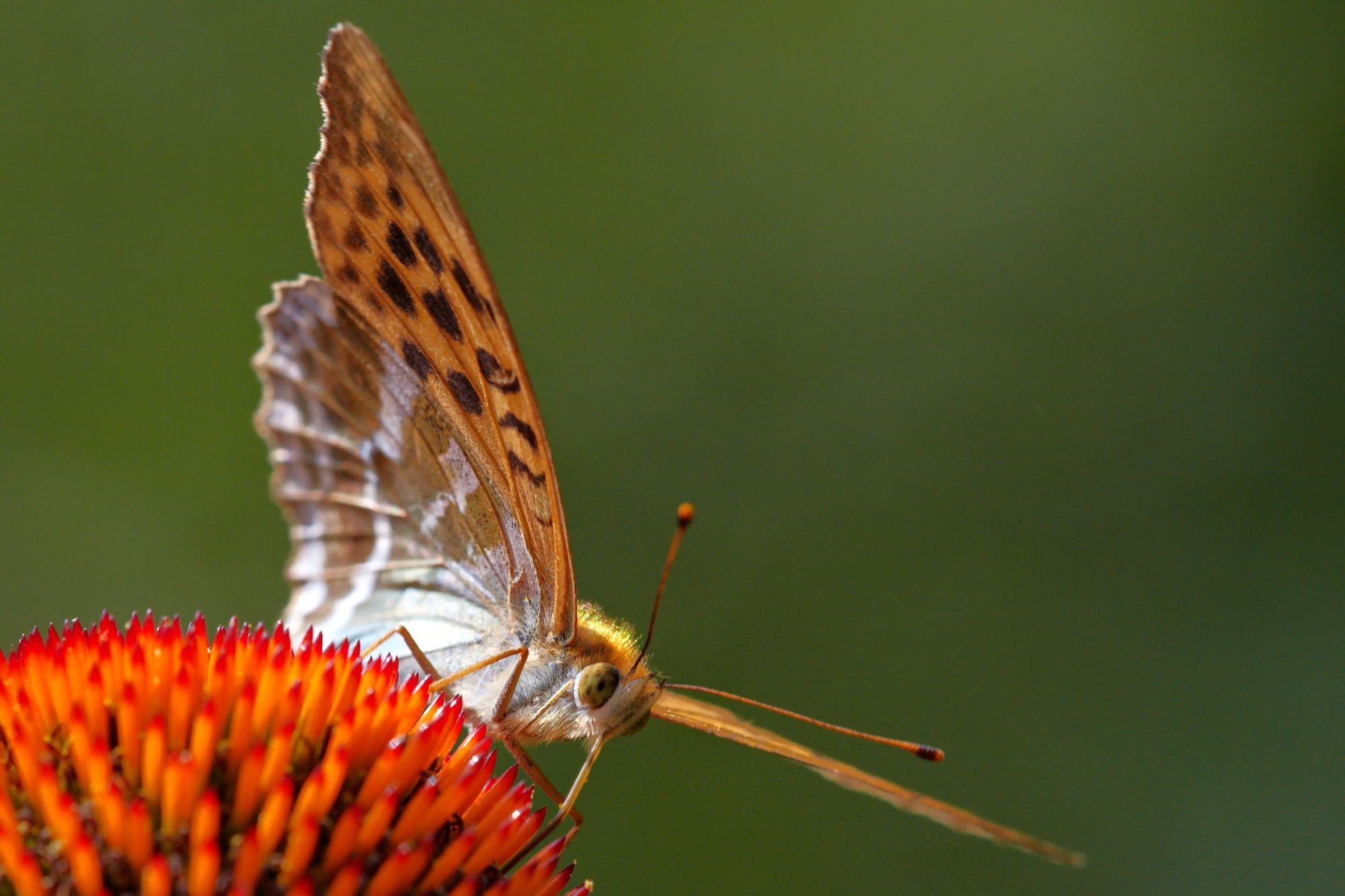 Silver-washed fritillary