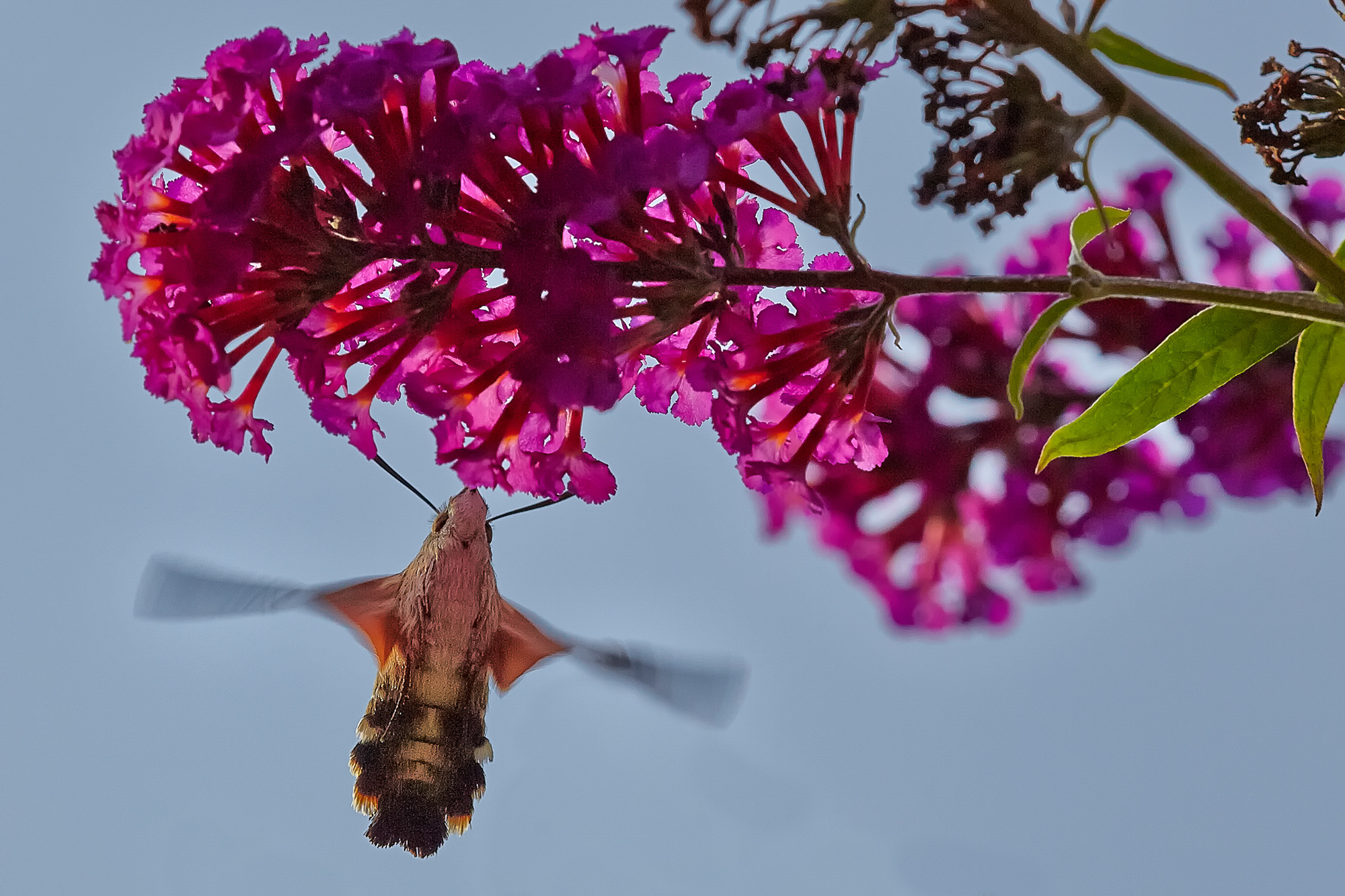 Hummingbird hawkmoth