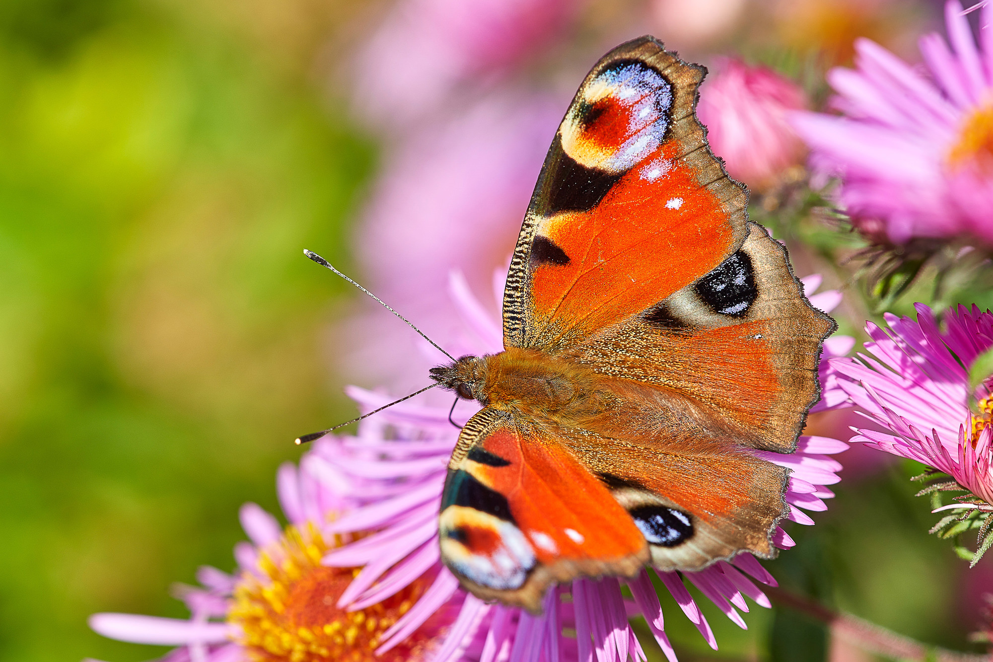 Peacock butterfly