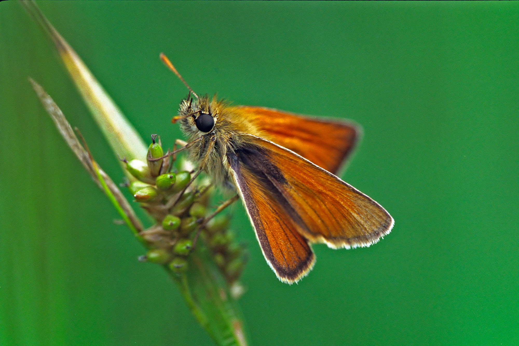 Skipper