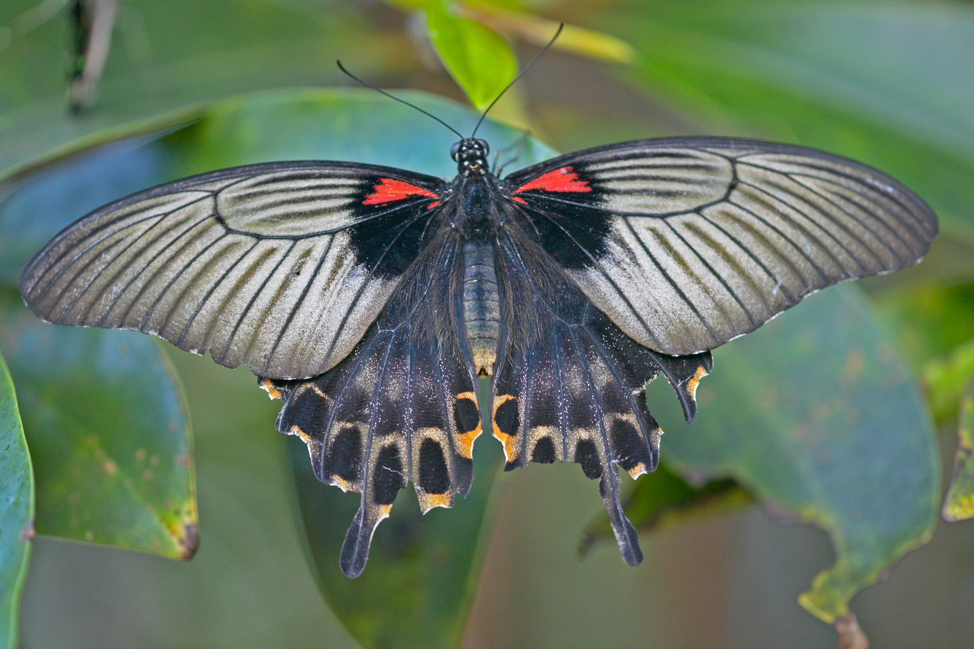 Swallowtail / Papilio machaon