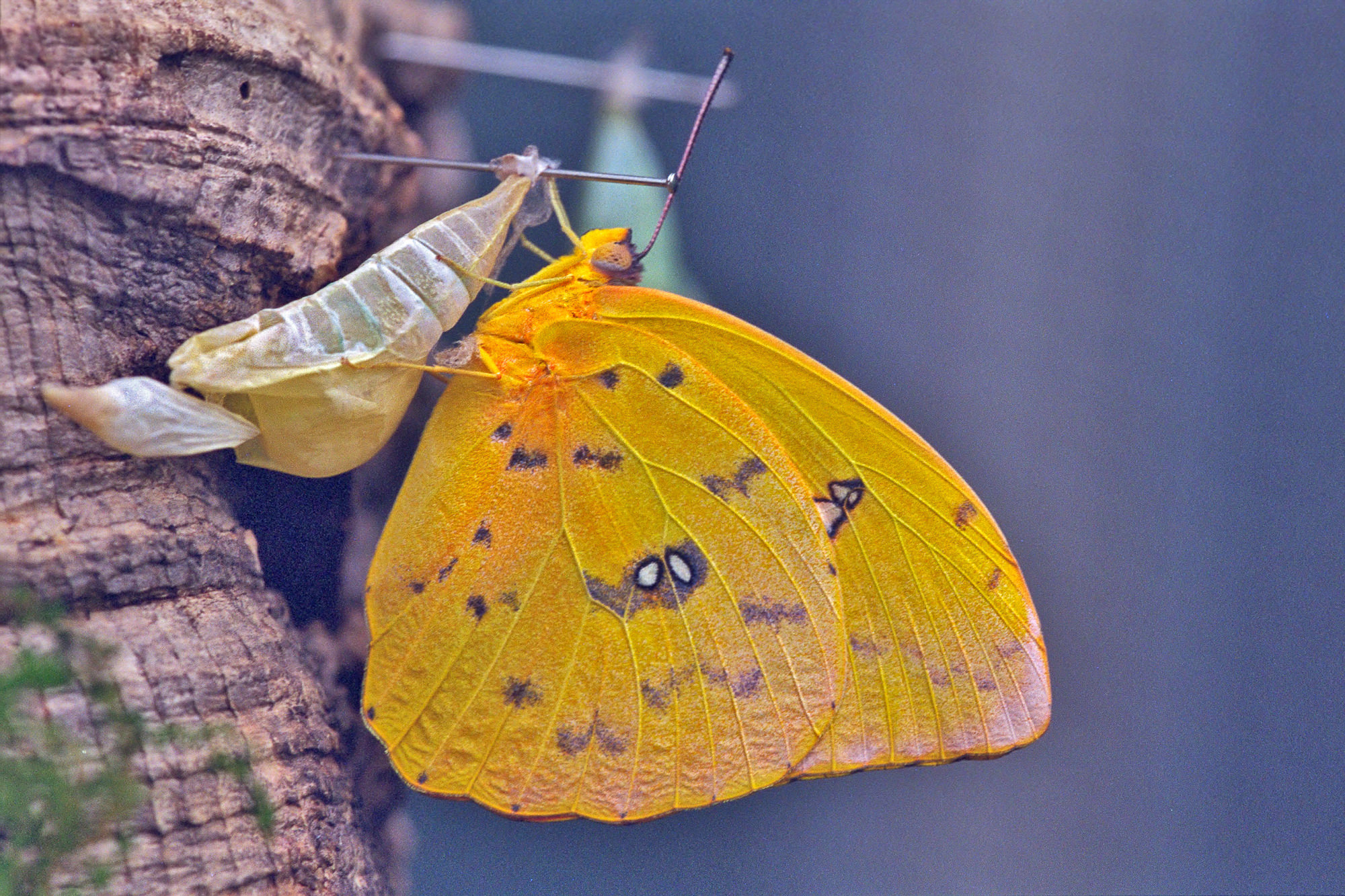 Brimstone butterfly (Pieridae)