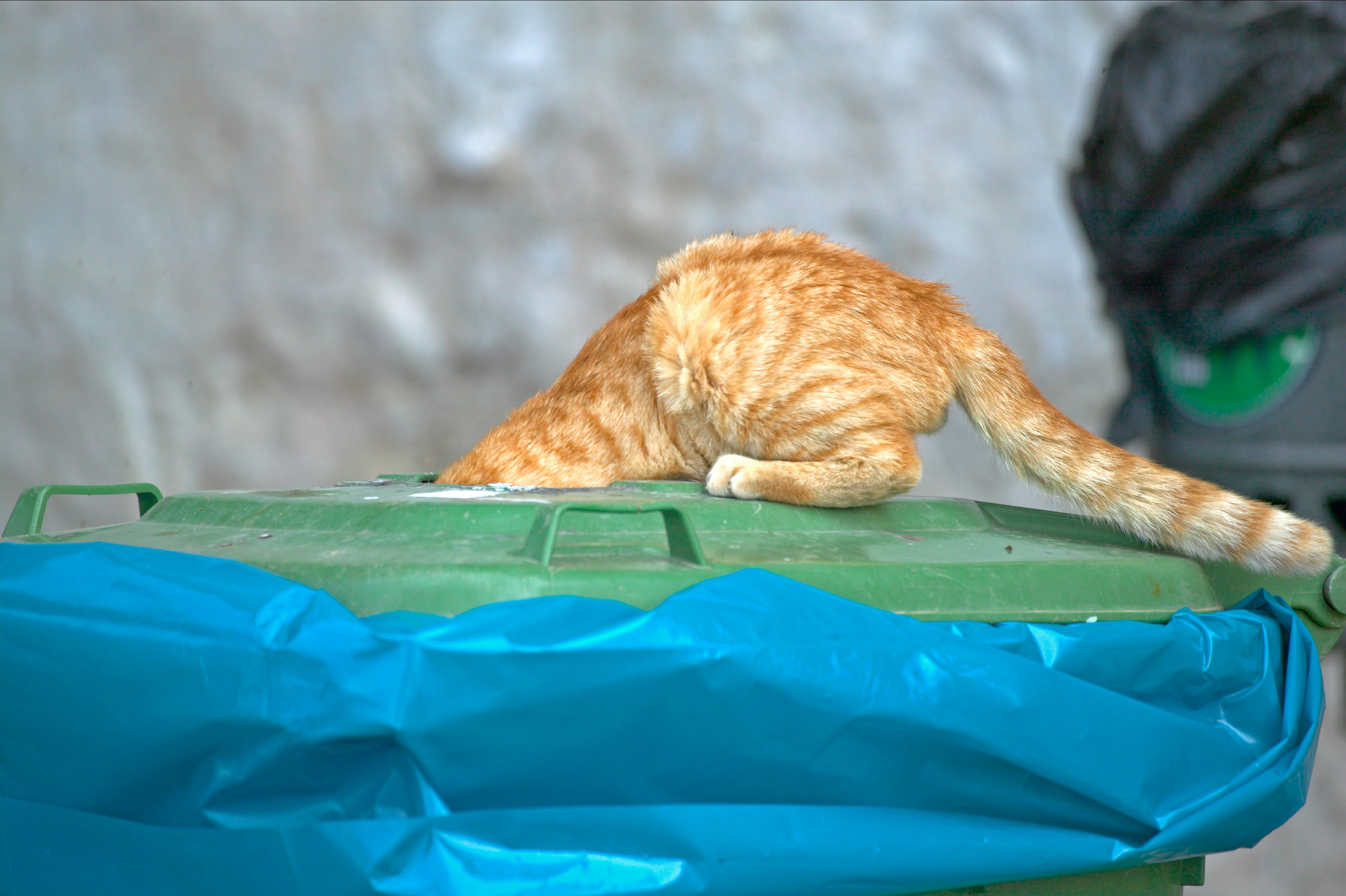 Cat foraging in the garbage can, Rhodes