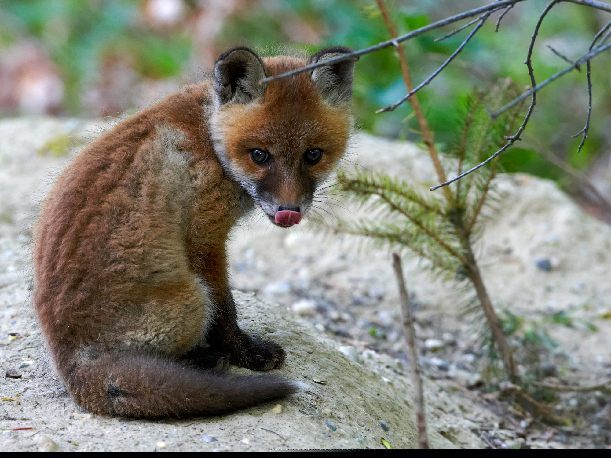 Young fox in front of his den