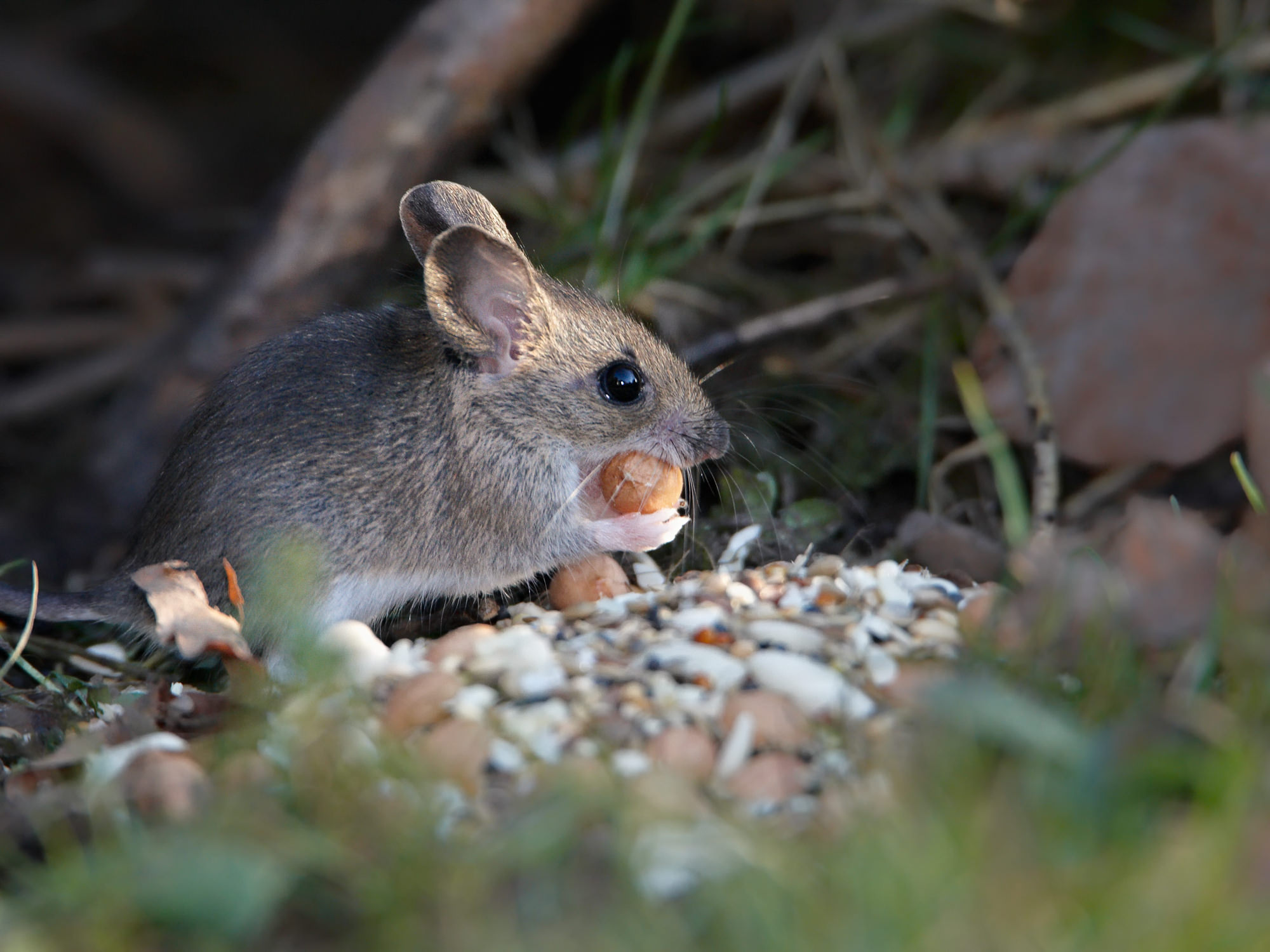 Red vole
