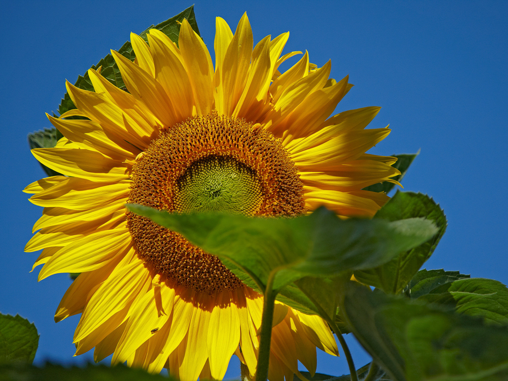 Sunflower