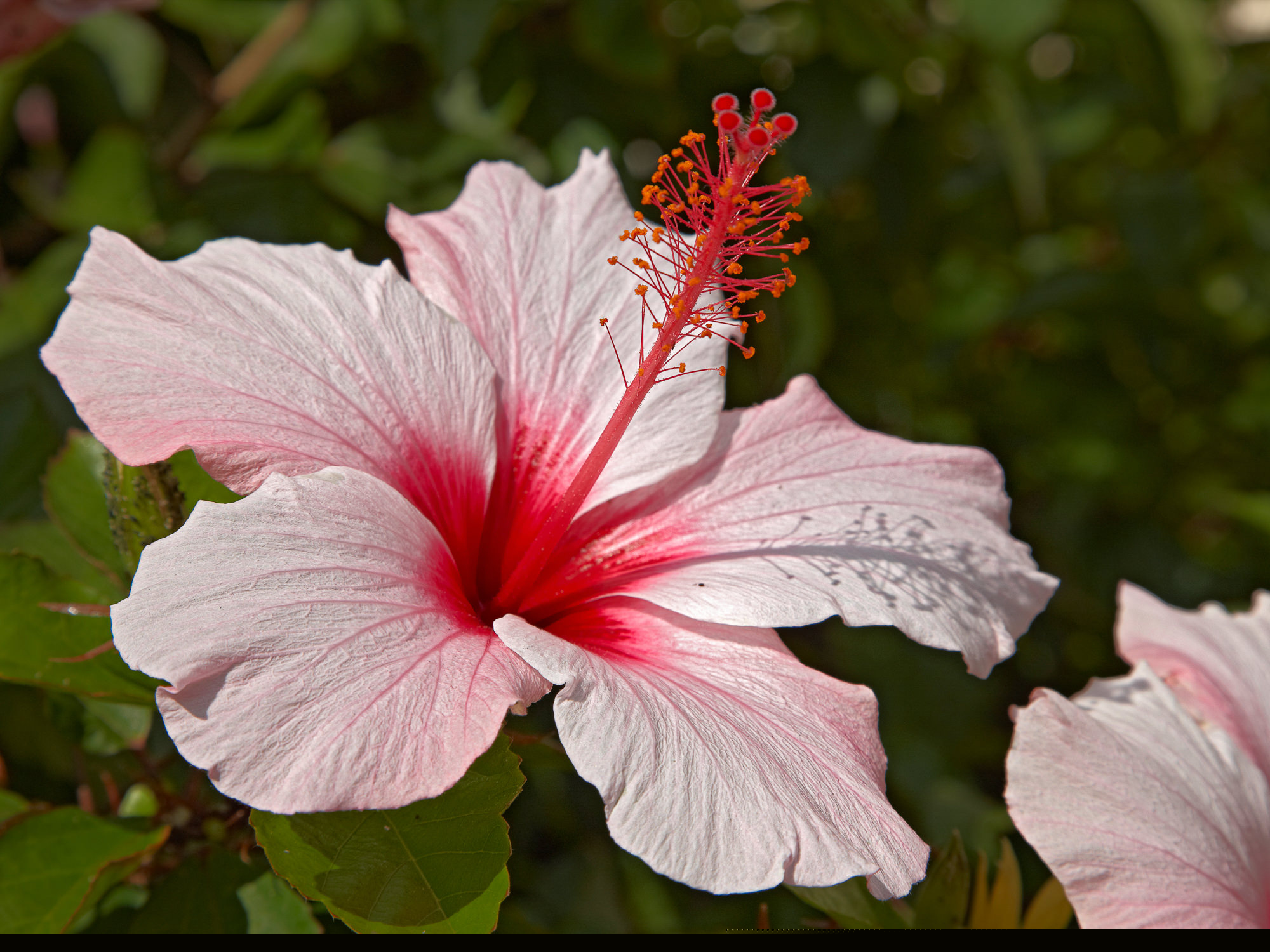 Hibiscus flower