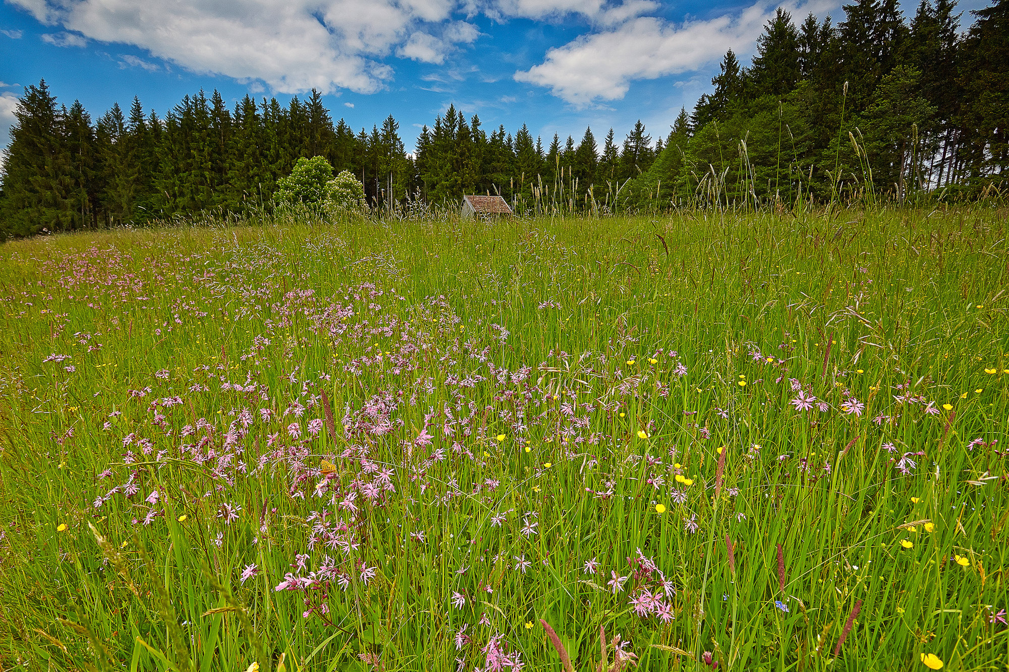 Flower meadow