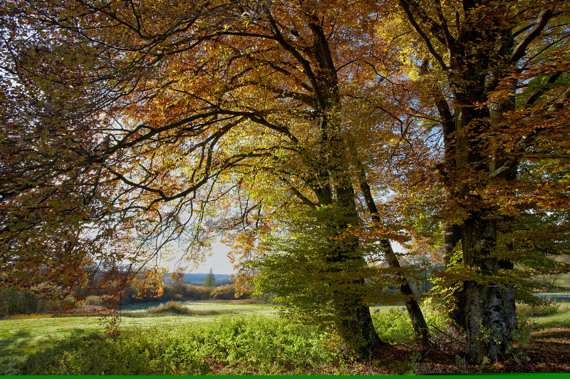 Beech trees in autumn, Upper Bavaria