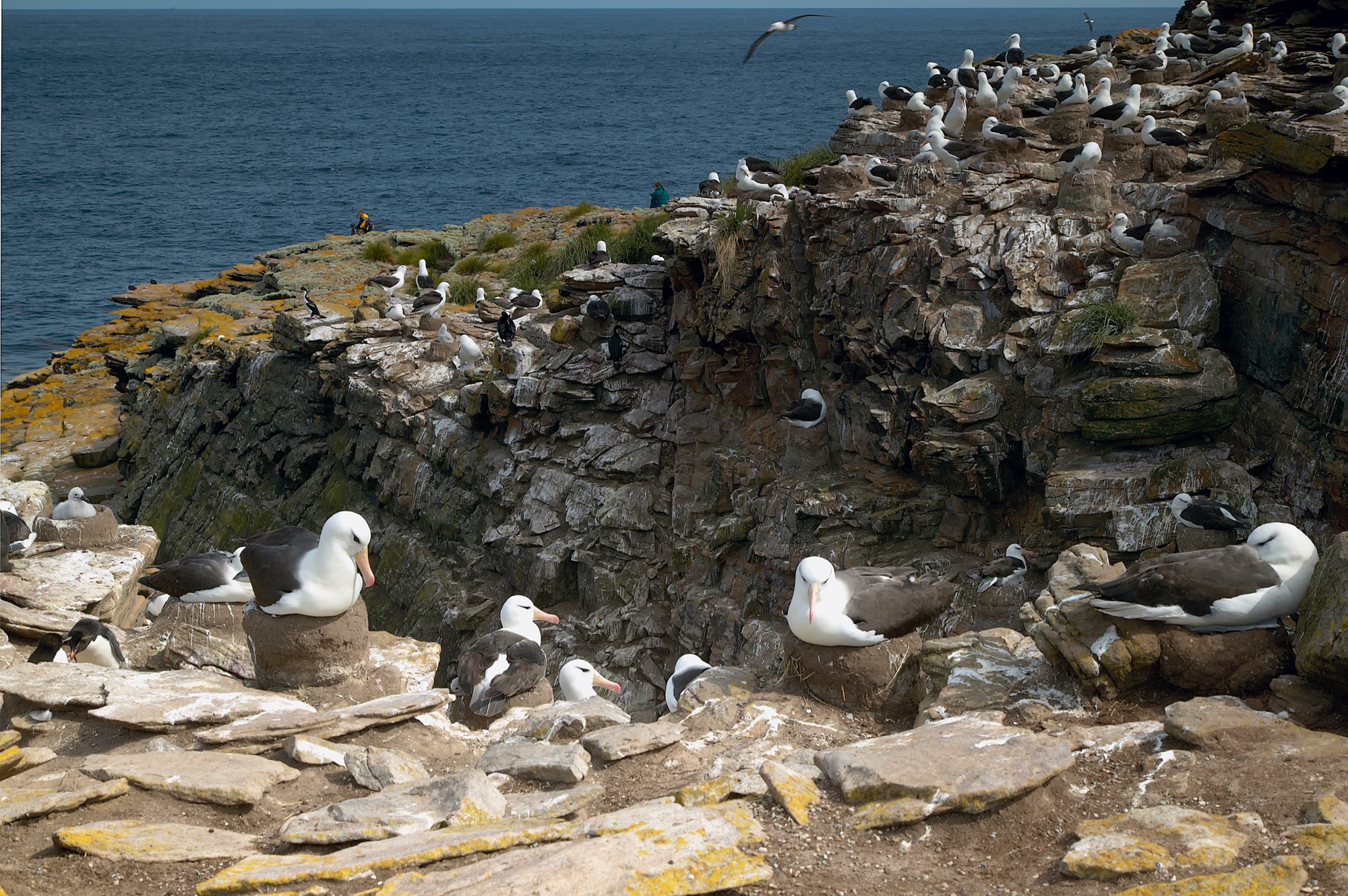black-browned albatross colony at New Island