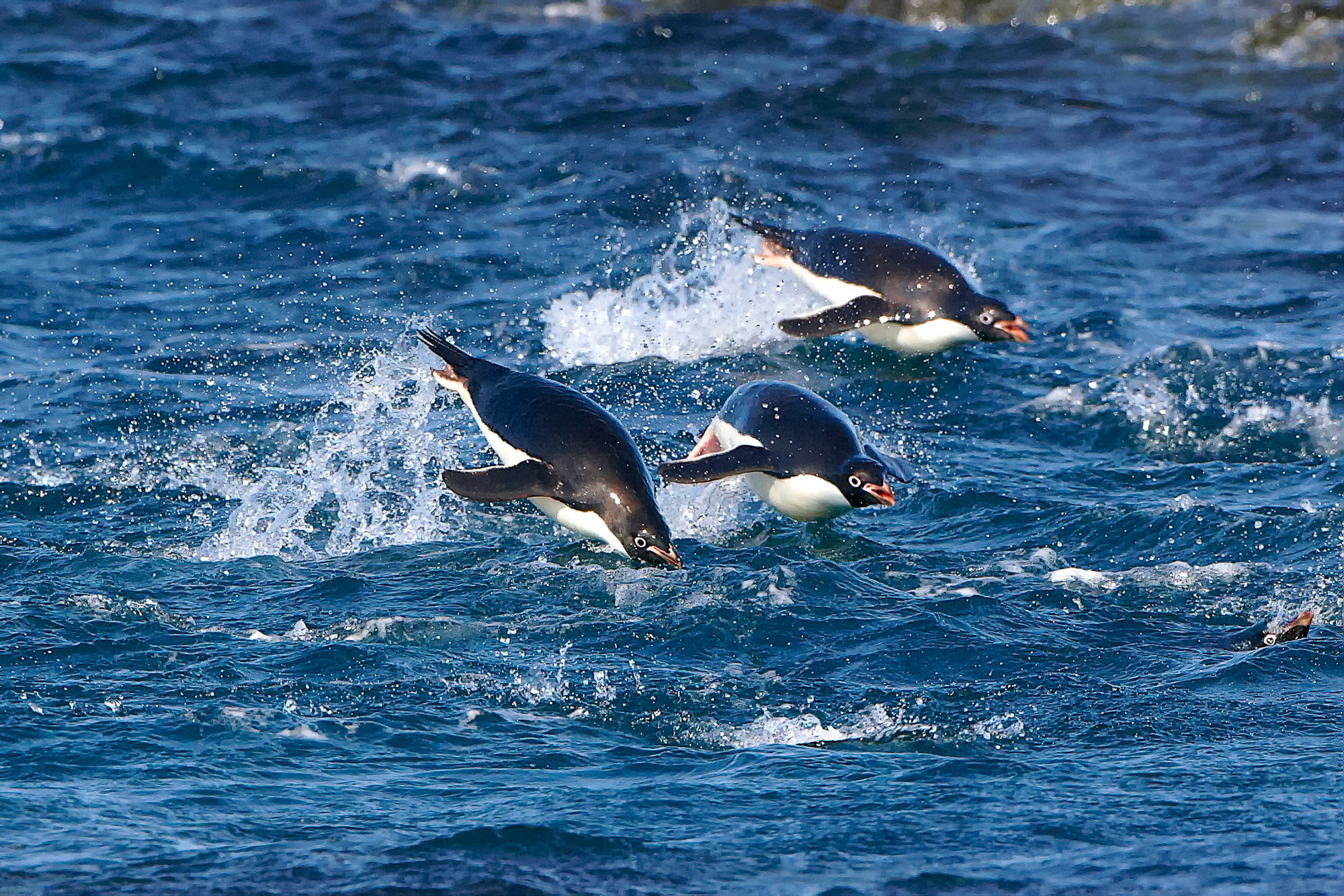 adelie penguins, swimming competition