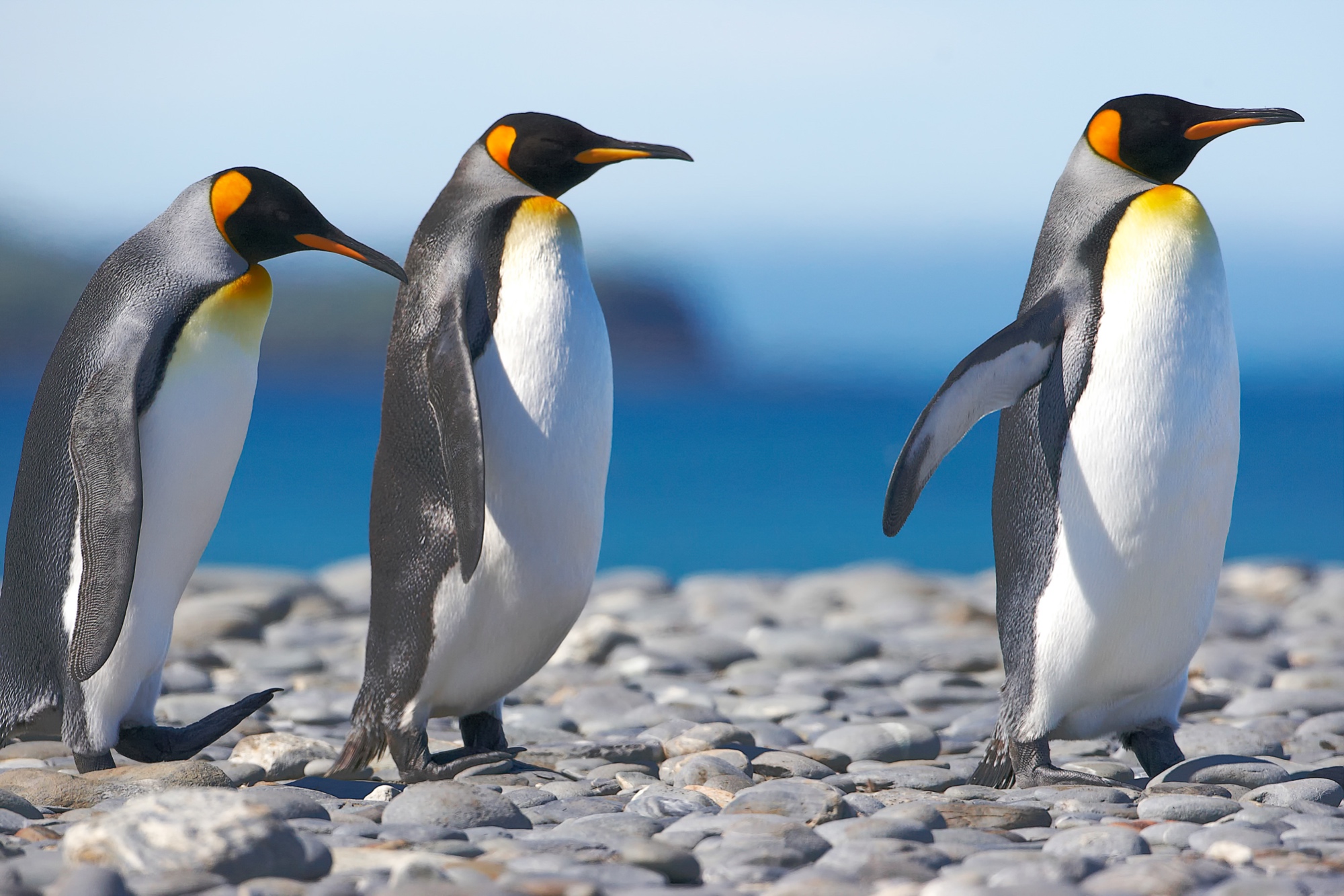 king penguins at Salisbury Plain
